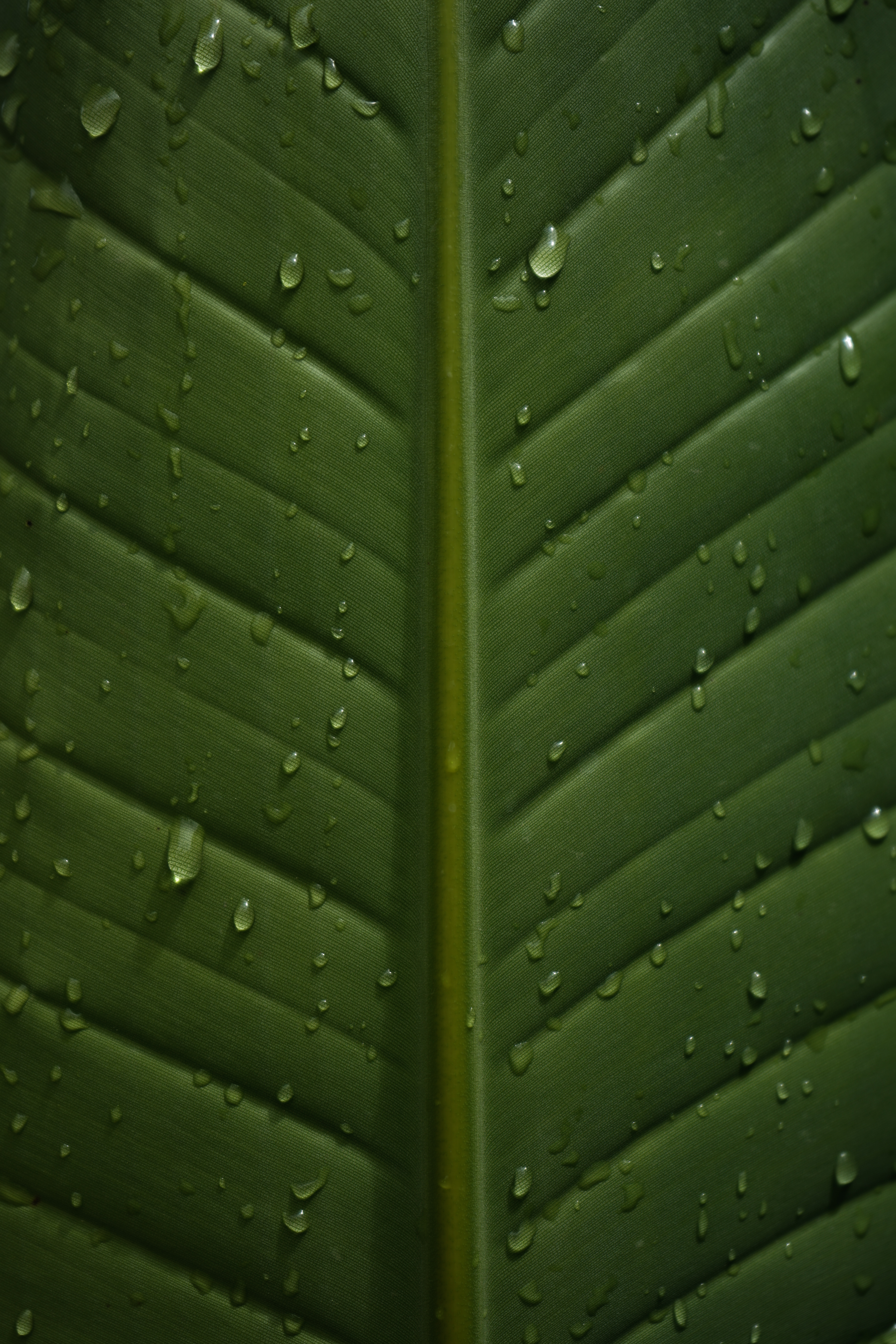 Download mobile wallpaper Close Up, Macro, Wet, Veins, Leaflet, Drops for free.