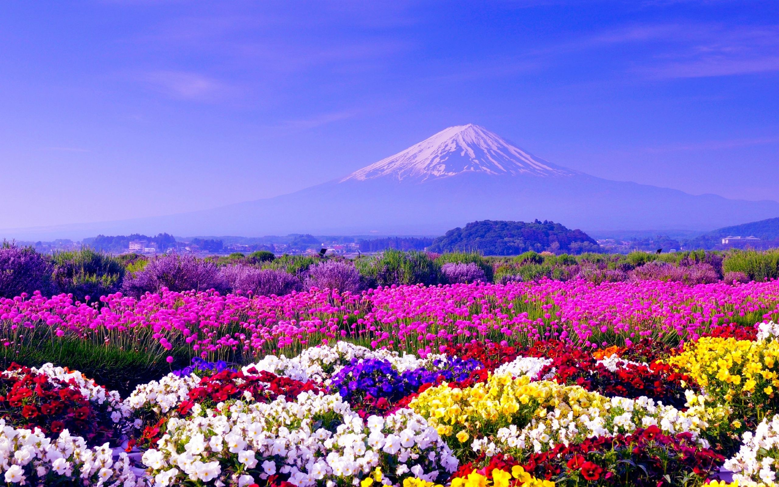 376506画像をダウンロード富士山, 花, 日本, 風景, 地球, カラフル, 火山-壁紙とスクリーンセーバーを無料で