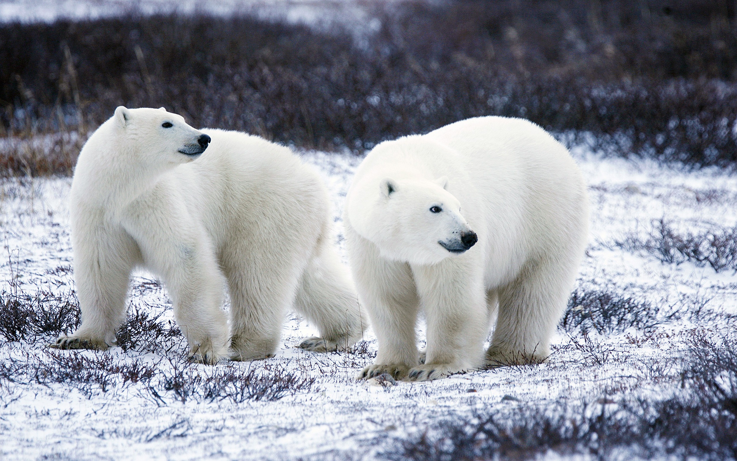 animal, polar bear, mammal, snow, bears