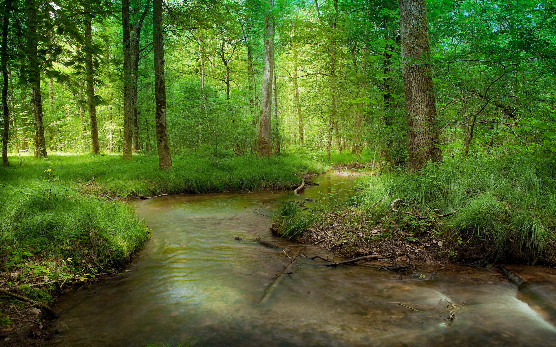 Картинка лес и речка
