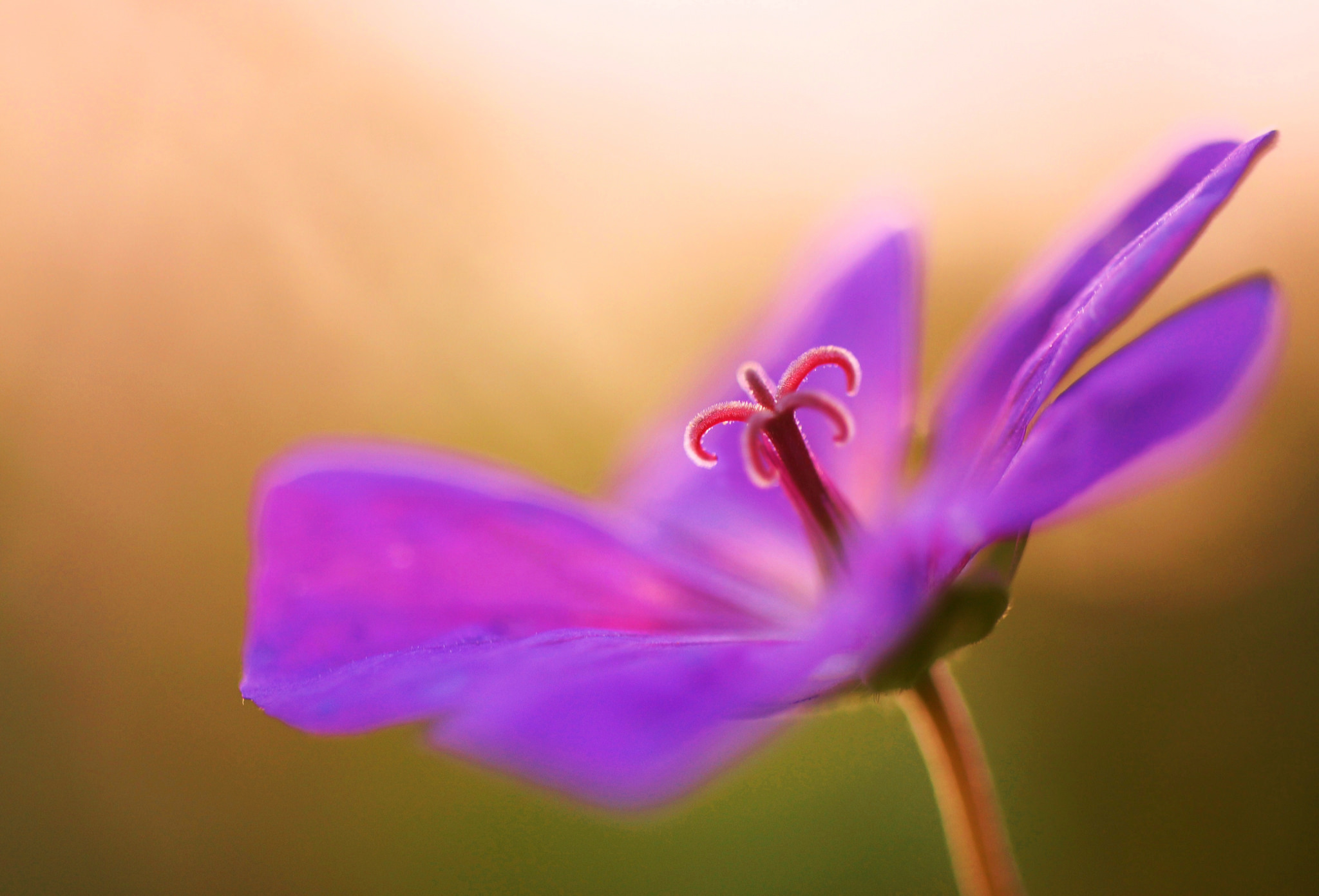 earth, geranium, flower, macro, nature, purple flower, flowers