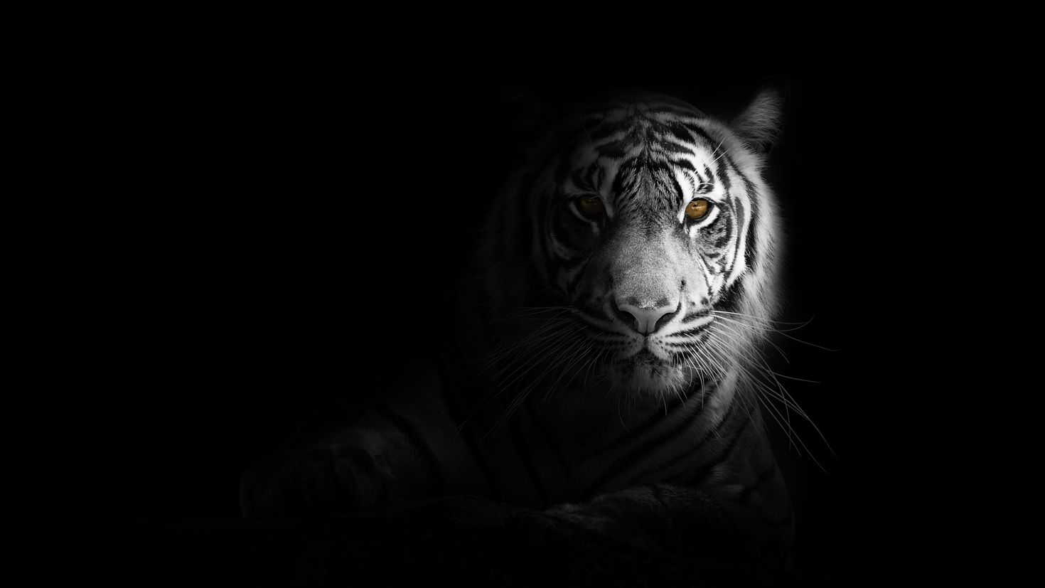 Черные фоны с тиграми