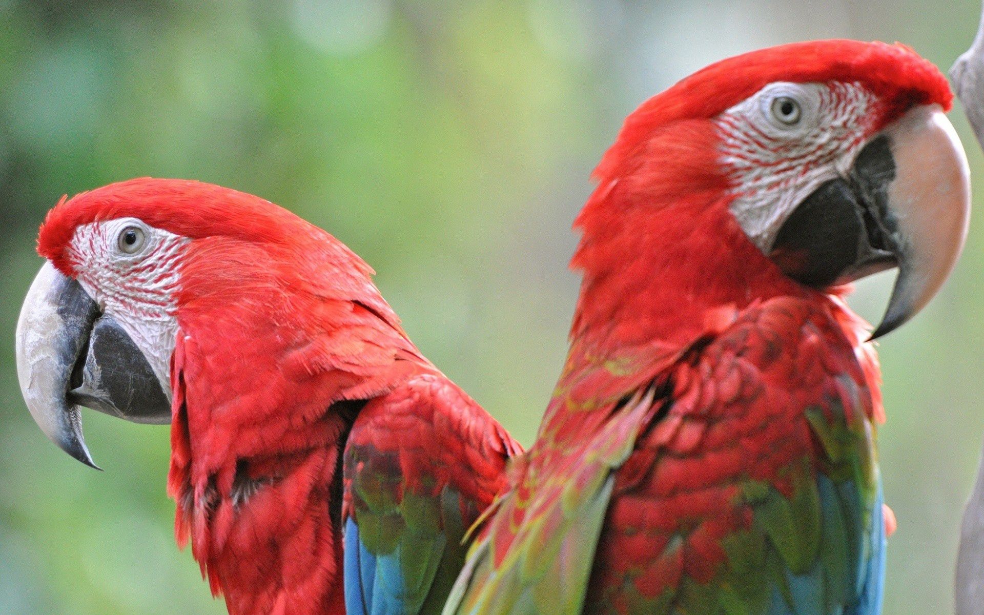 Download mobile wallpaper Animals, Beak, Bright, Pair, Parrots, Birds, Couple for free.