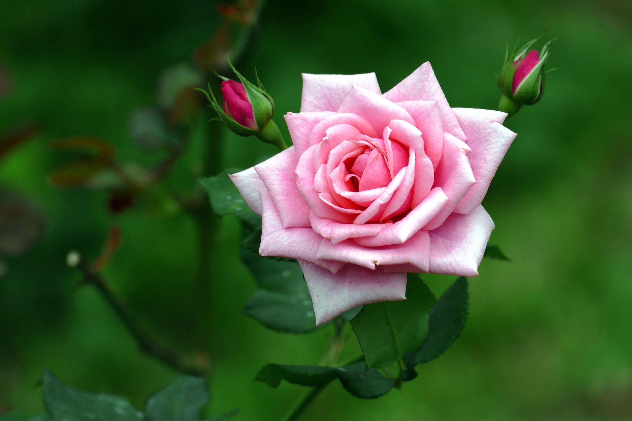 Цветок Роза