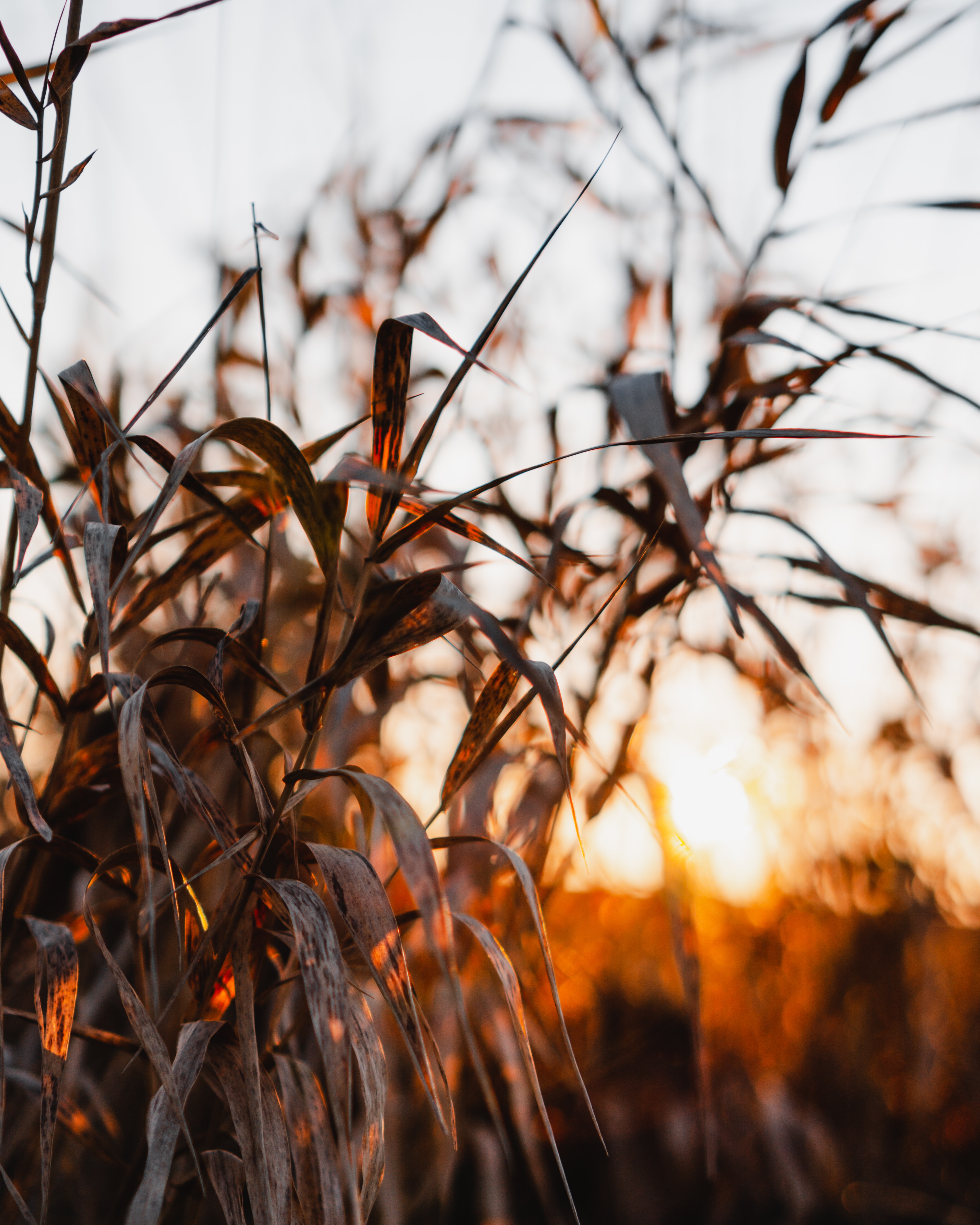 HD wallpaper plants, leaves, reed, nature, sunset, cane