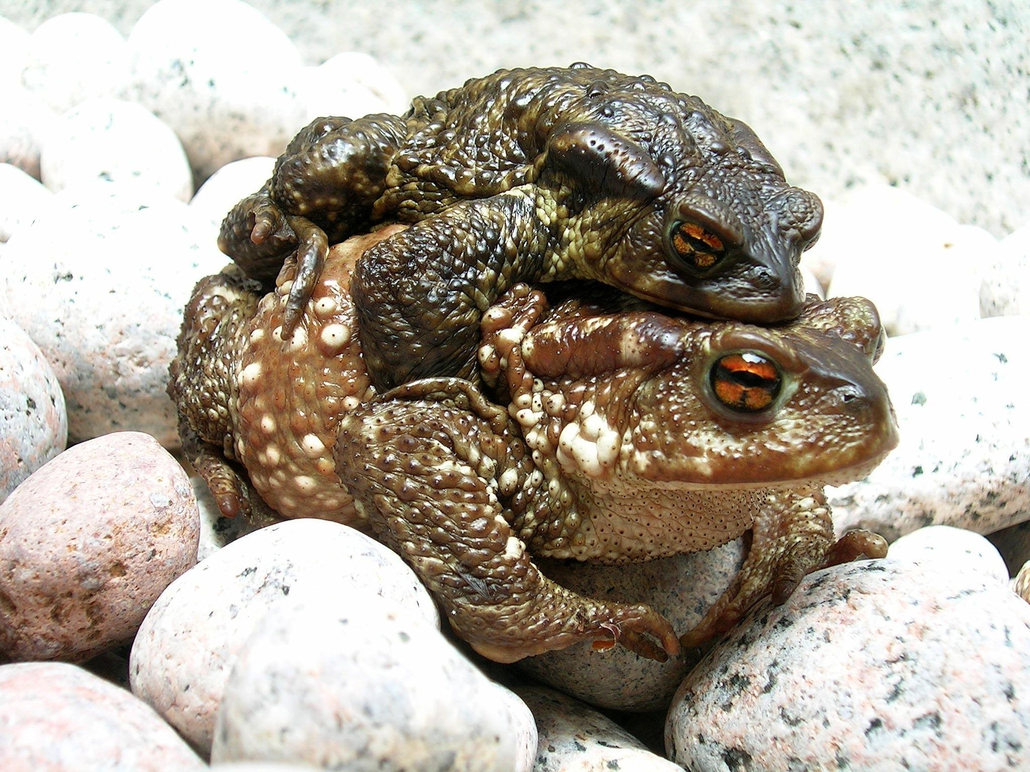 Download mobile wallpaper Stones, Animals, Pair, Frogs, Couple for free.