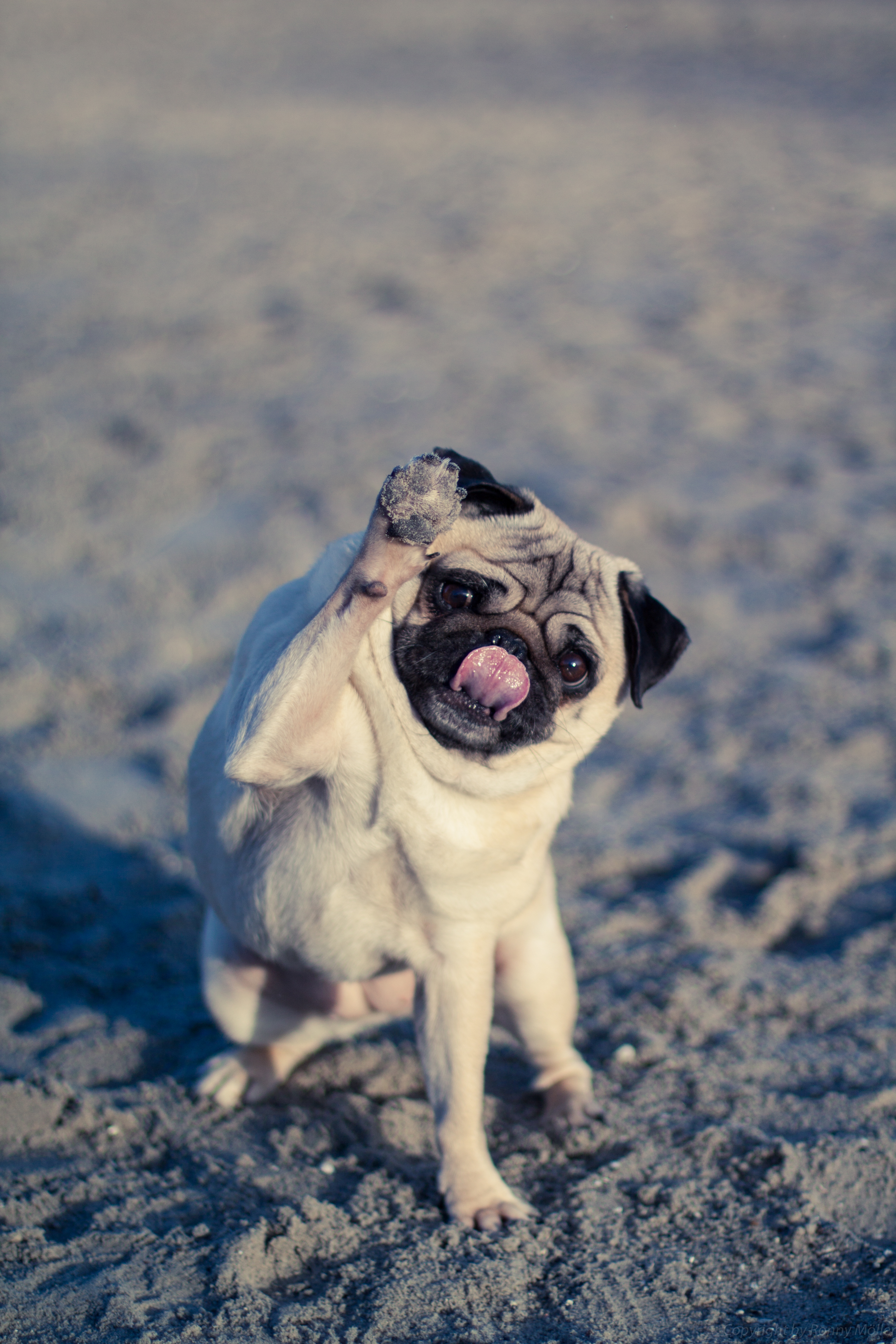 Download mobile wallpaper Protruding Tongue, Tongue Stuck Out, Animals, Dog, Pug, Funny for free.