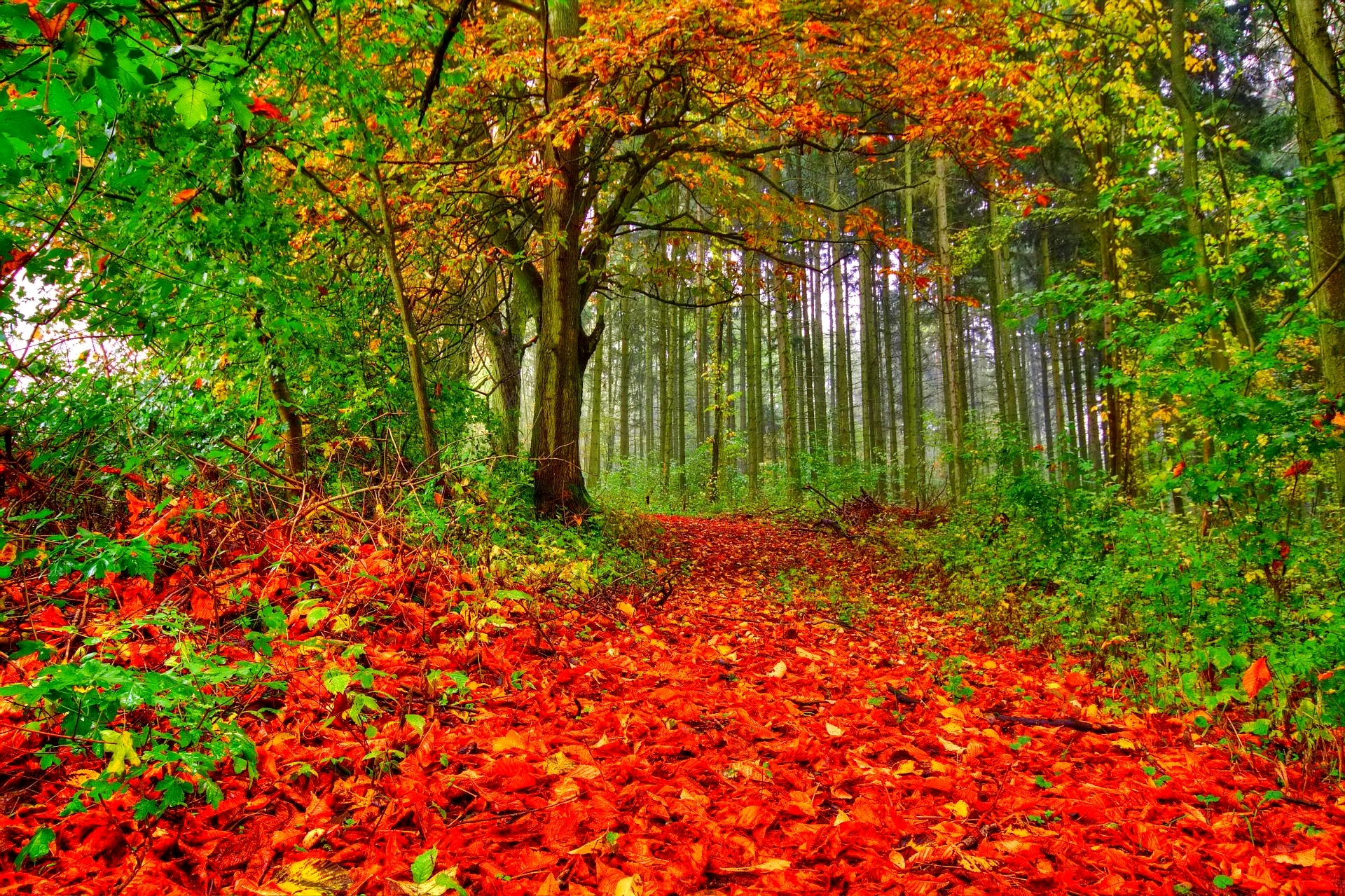 Осенний лес очень красивые. Осенний лес. Красивая осень. Осень в лесу. Красивый осенний лес.