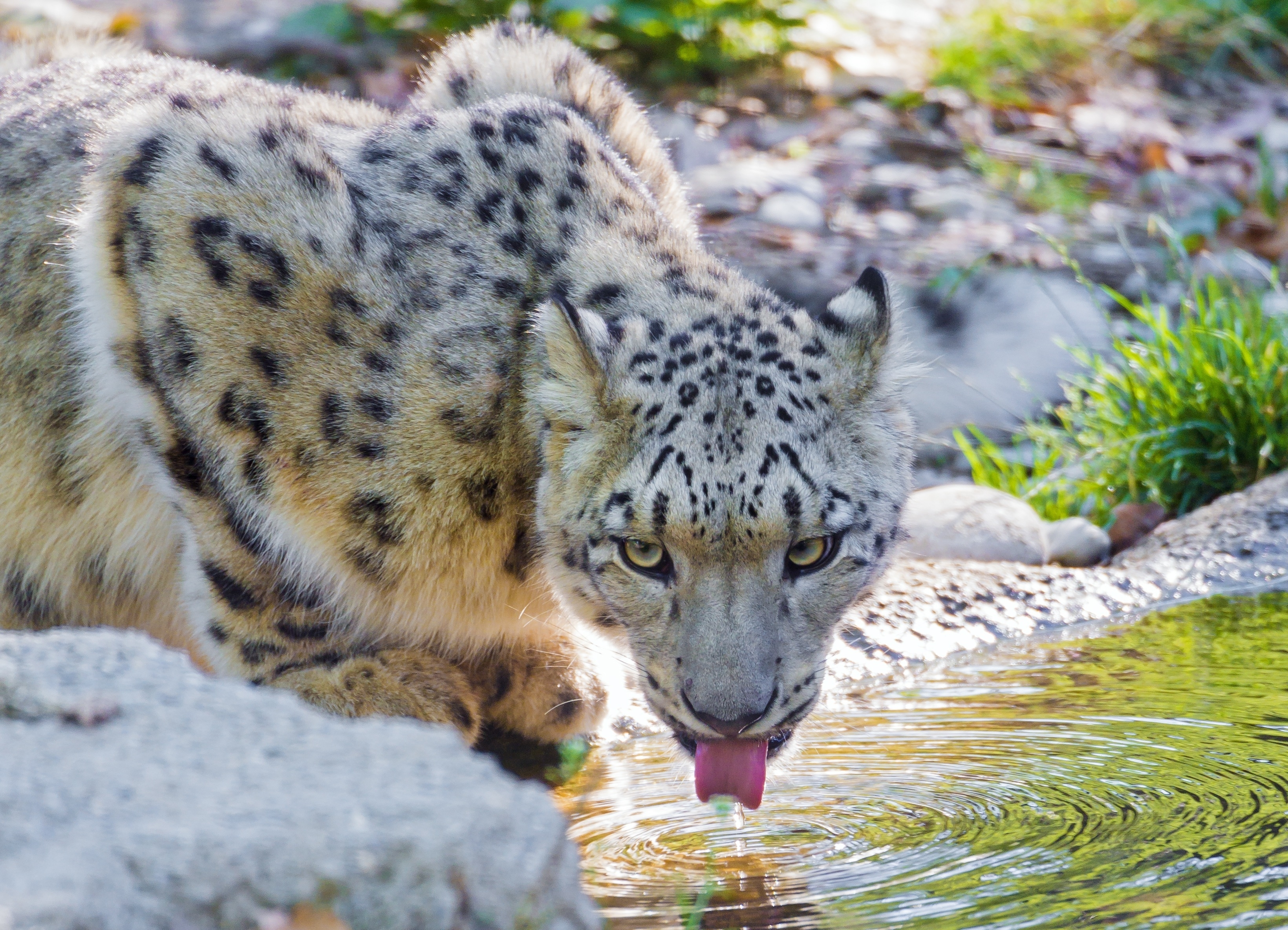 Download mobile wallpaper Snow Leopard, Animals, Water, Drink for free.