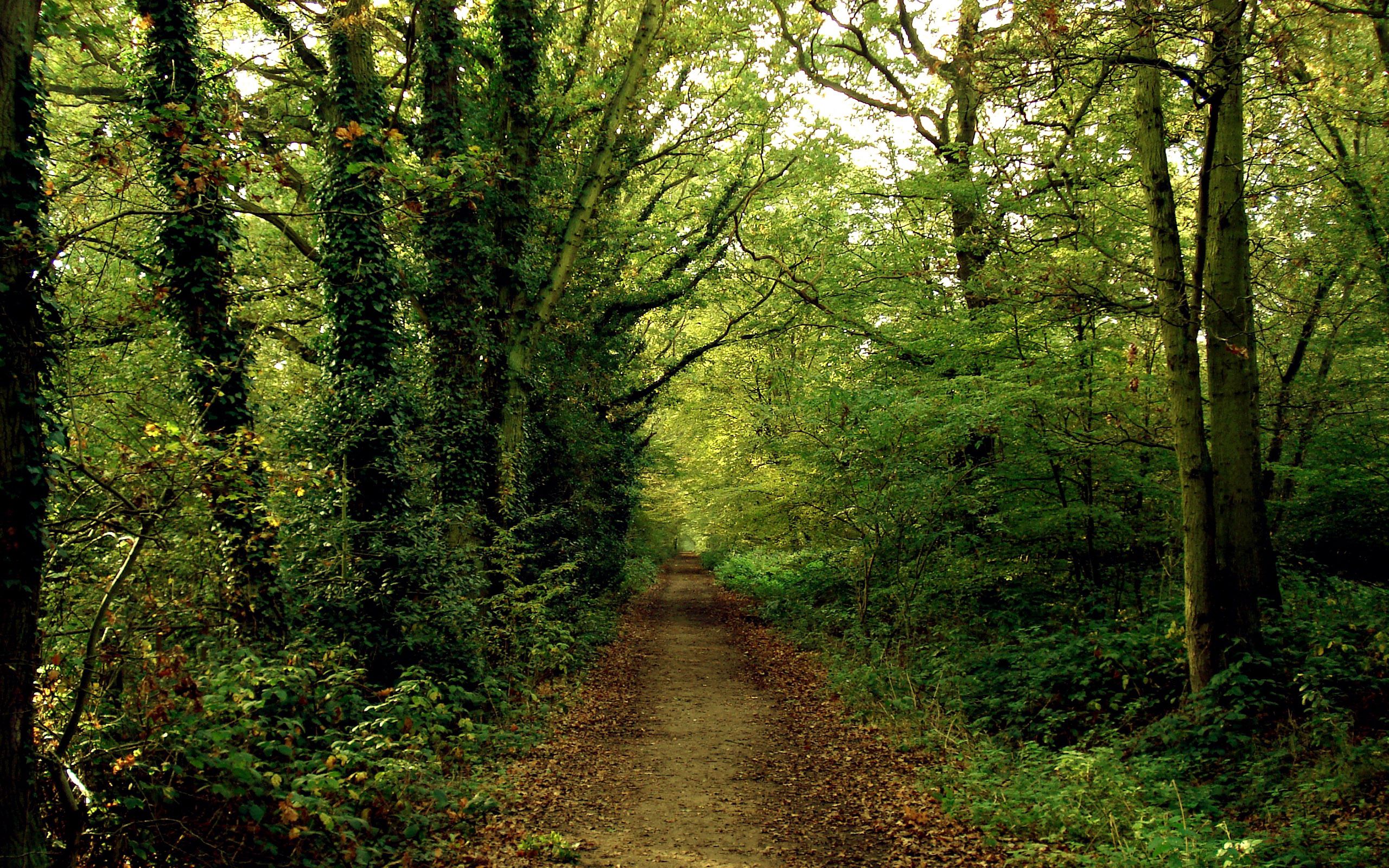Download mobile wallpaper Dense, Trail, Path, Ivy, Leaves, Summer, Nature, Forest for free.