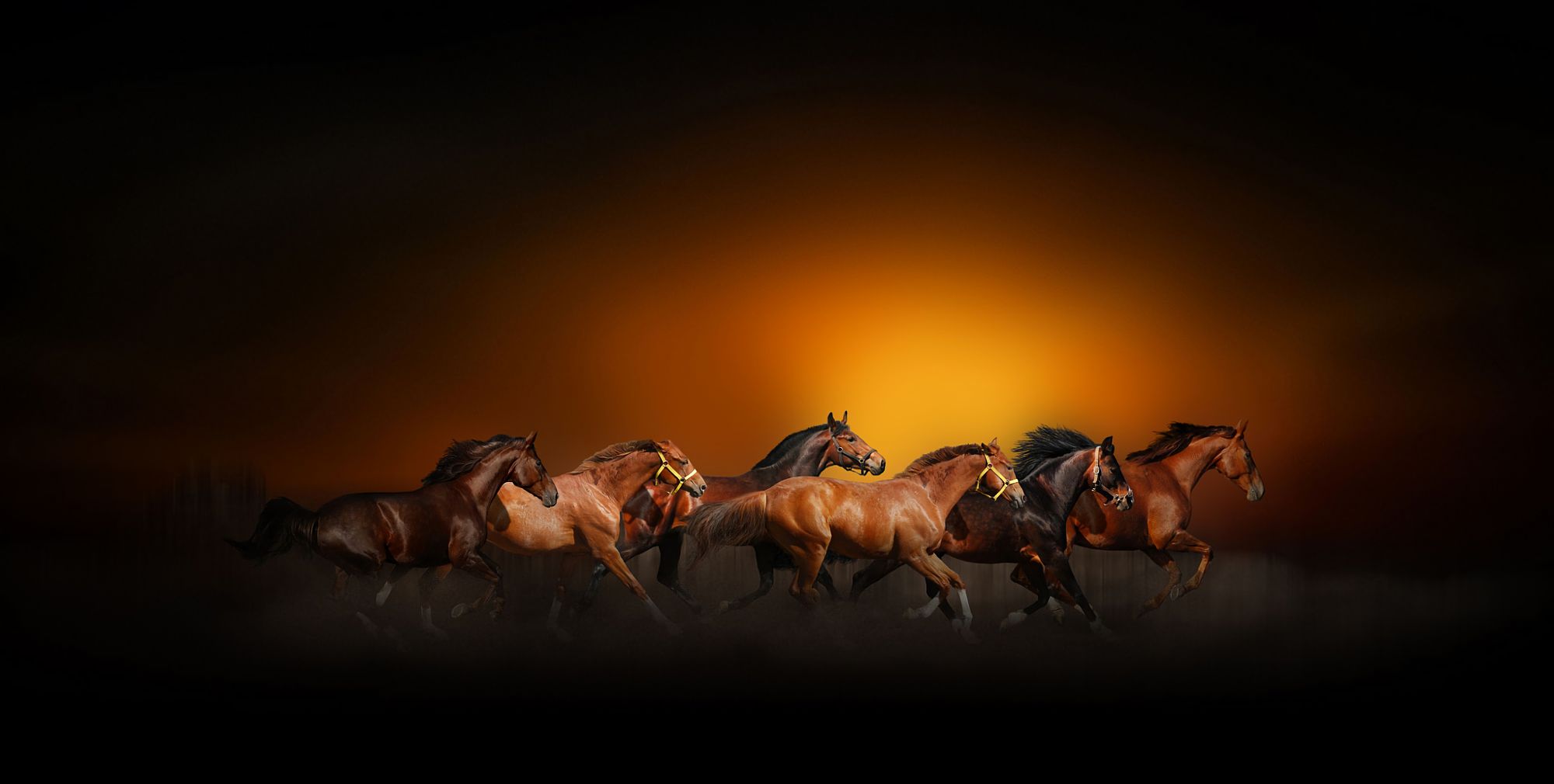 running, sunset, animal, horse