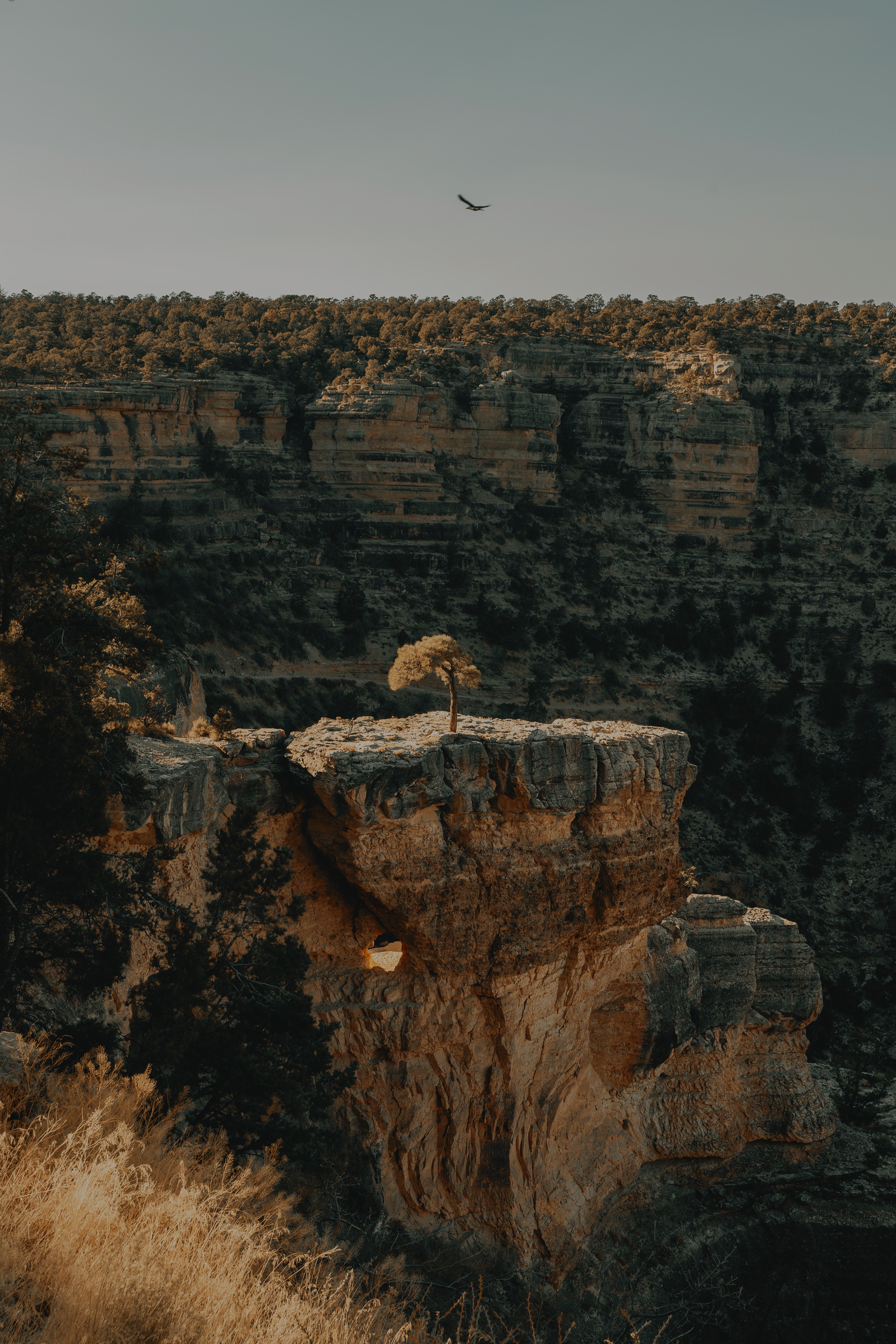 canyon, landscape, nature, trees, rocks, break, precipice download HD wallpaper