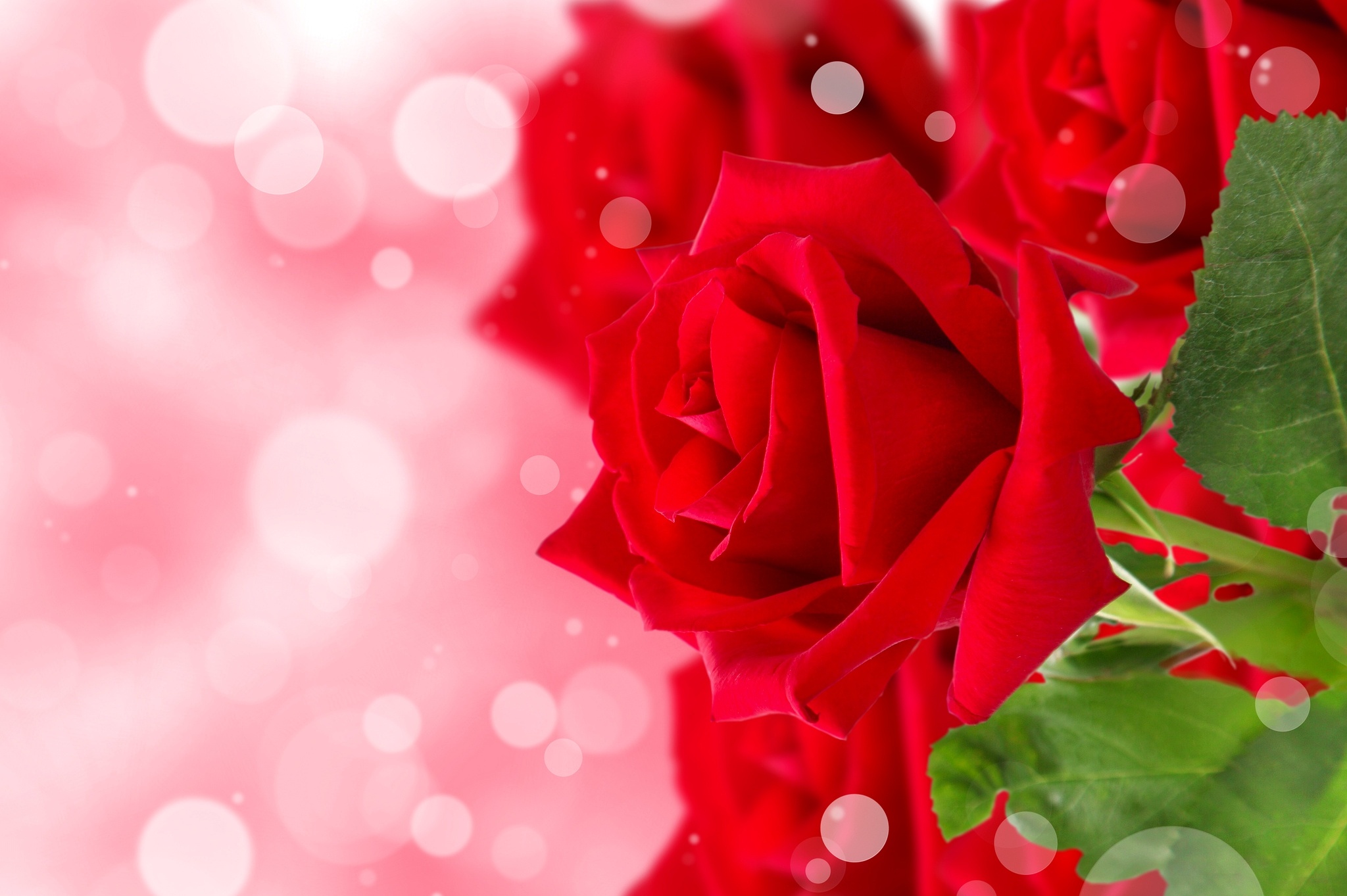 298637壁紙のダウンロード地球, 薔薇, つぼみ, 花弁, 赤いバラ, フラワーズ-スクリーンセーバーと写真を無料で