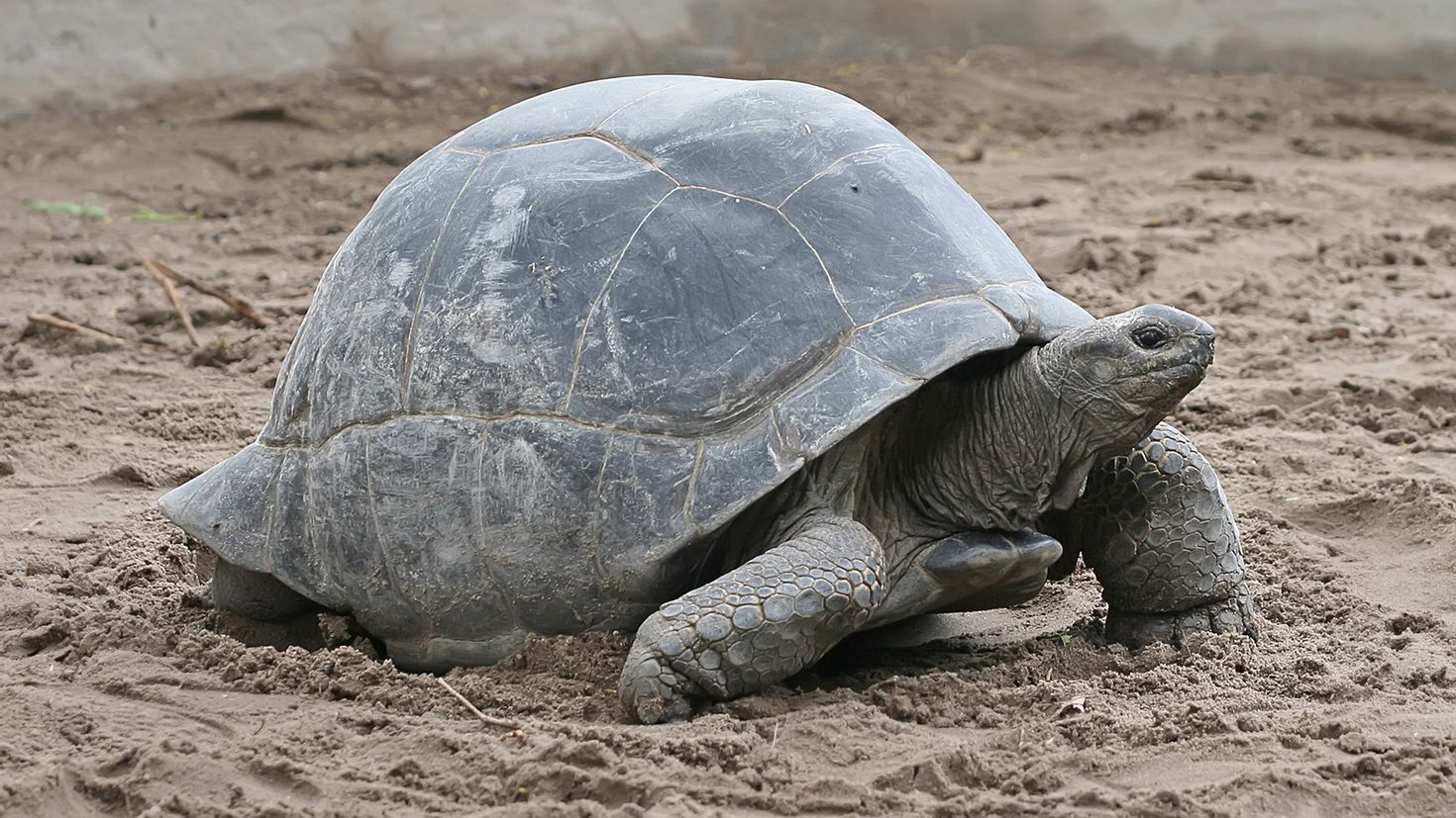 Aldabra giant Tortoise