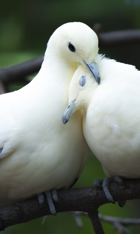 Download mobile wallpaper Birds, Couple, Branch, Animal, Dove, White Dove for free.