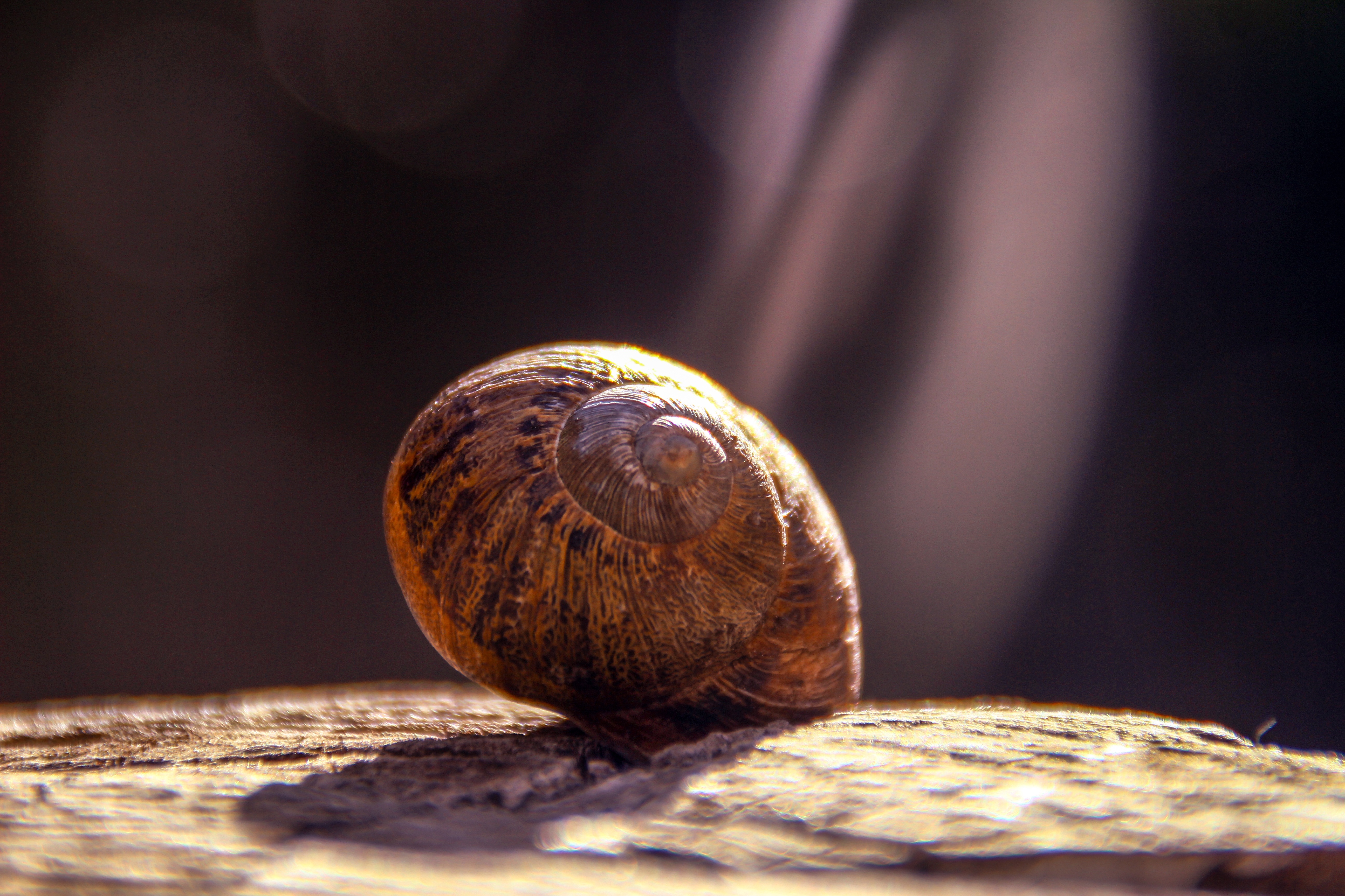 animals, close up, snail, carapace, shell