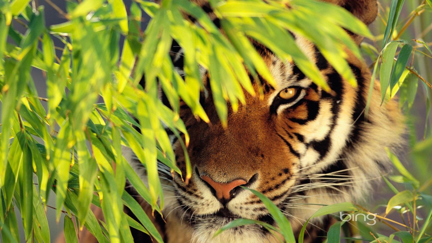 Картинки на телефон на заставку. Тигр. Тигр обои. Животные тигр. Тигр в природе.
