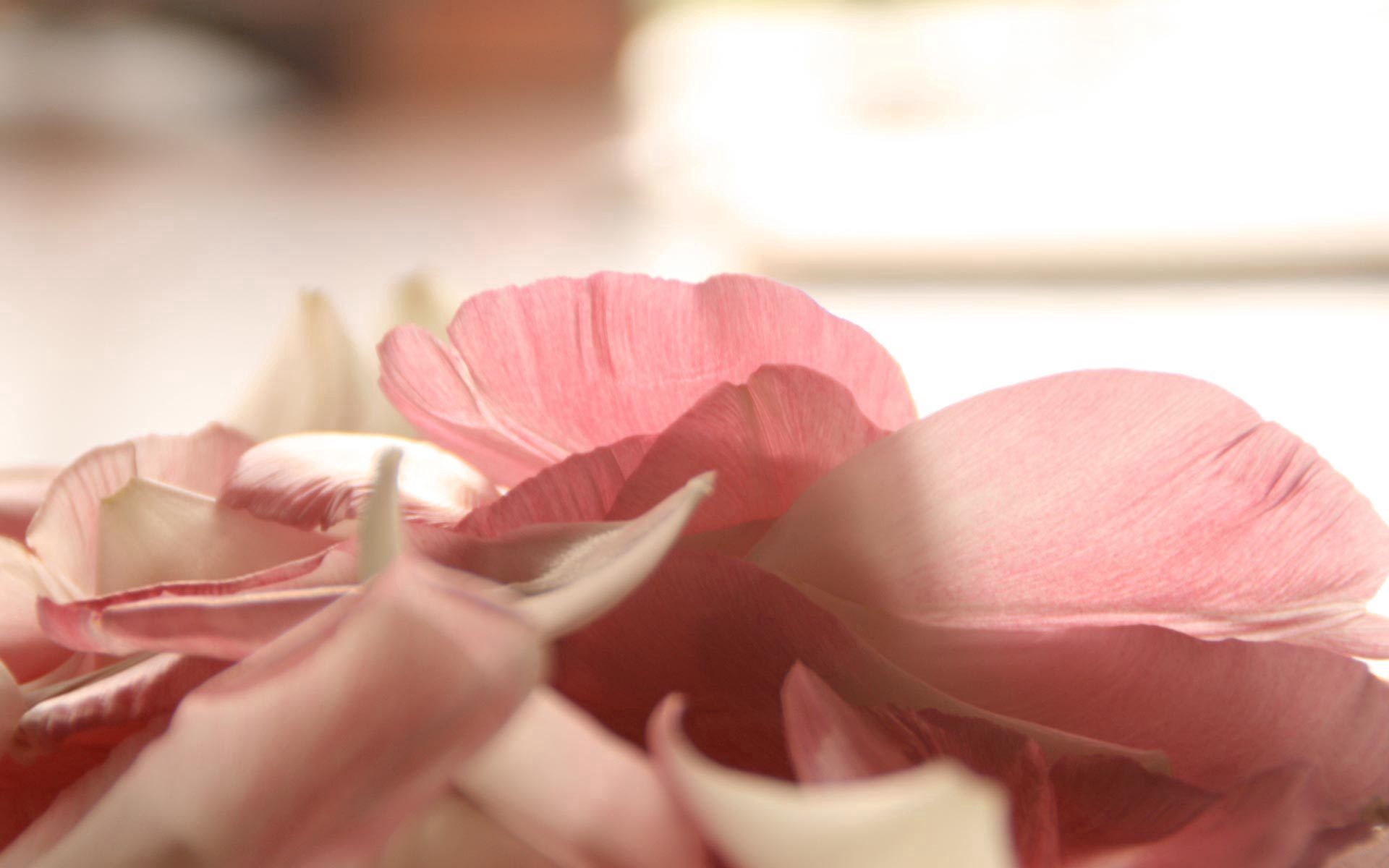 100285 免費下載壁紙 花卉, 粉红色, 闪耀, 光, 花瓣, 特写, 粉色的 屏保和圖片