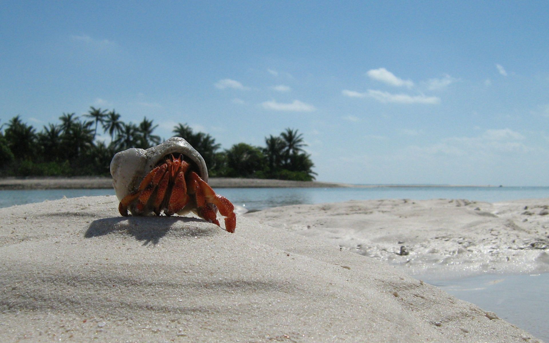 Laden Sie das Sand, Claws, Krabbe, Krallen, Tiere, Strand-Bild kostenlos auf Ihren PC-Desktop herunter