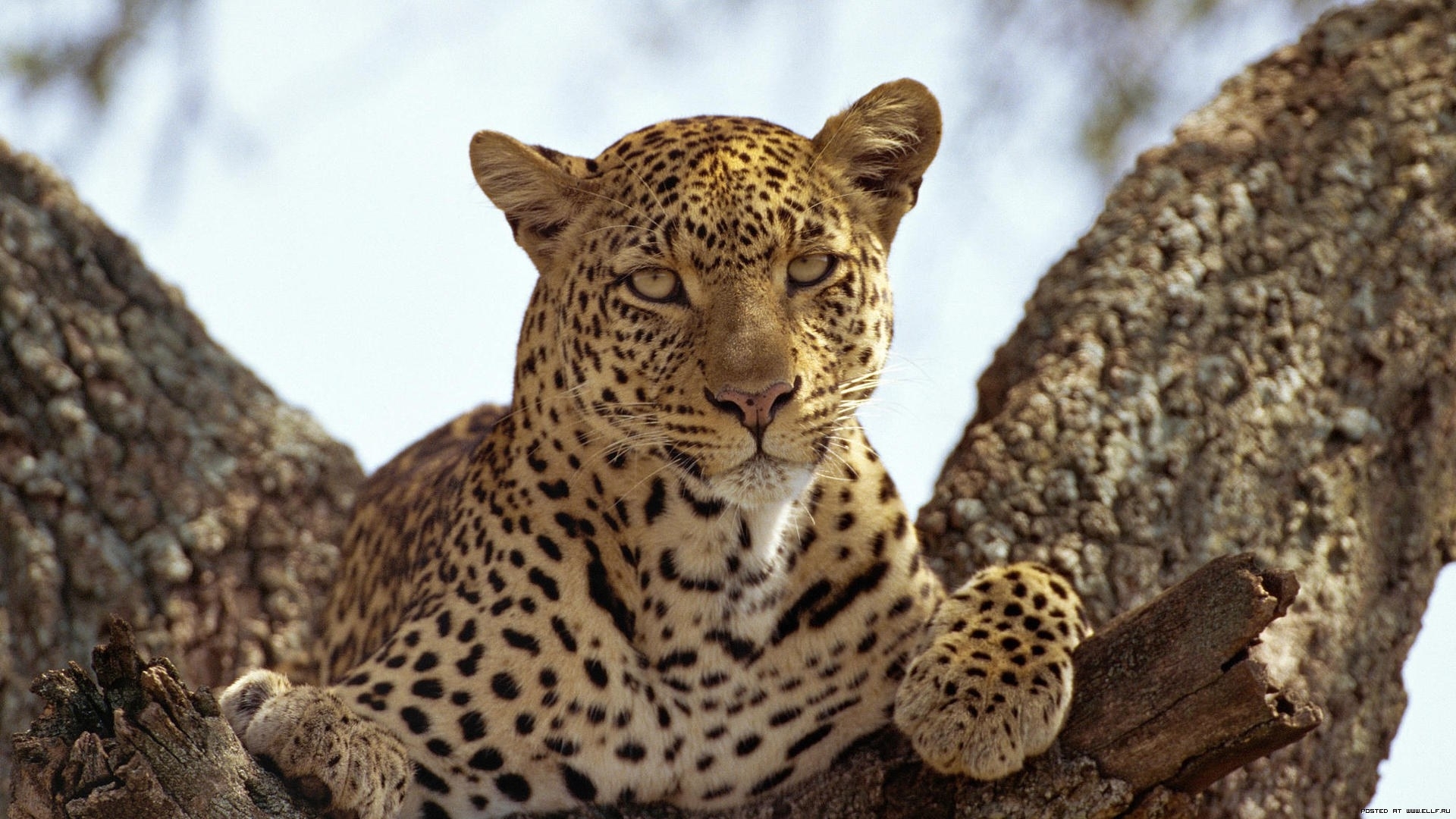 animals, leopards, orange wallpaper for mobile