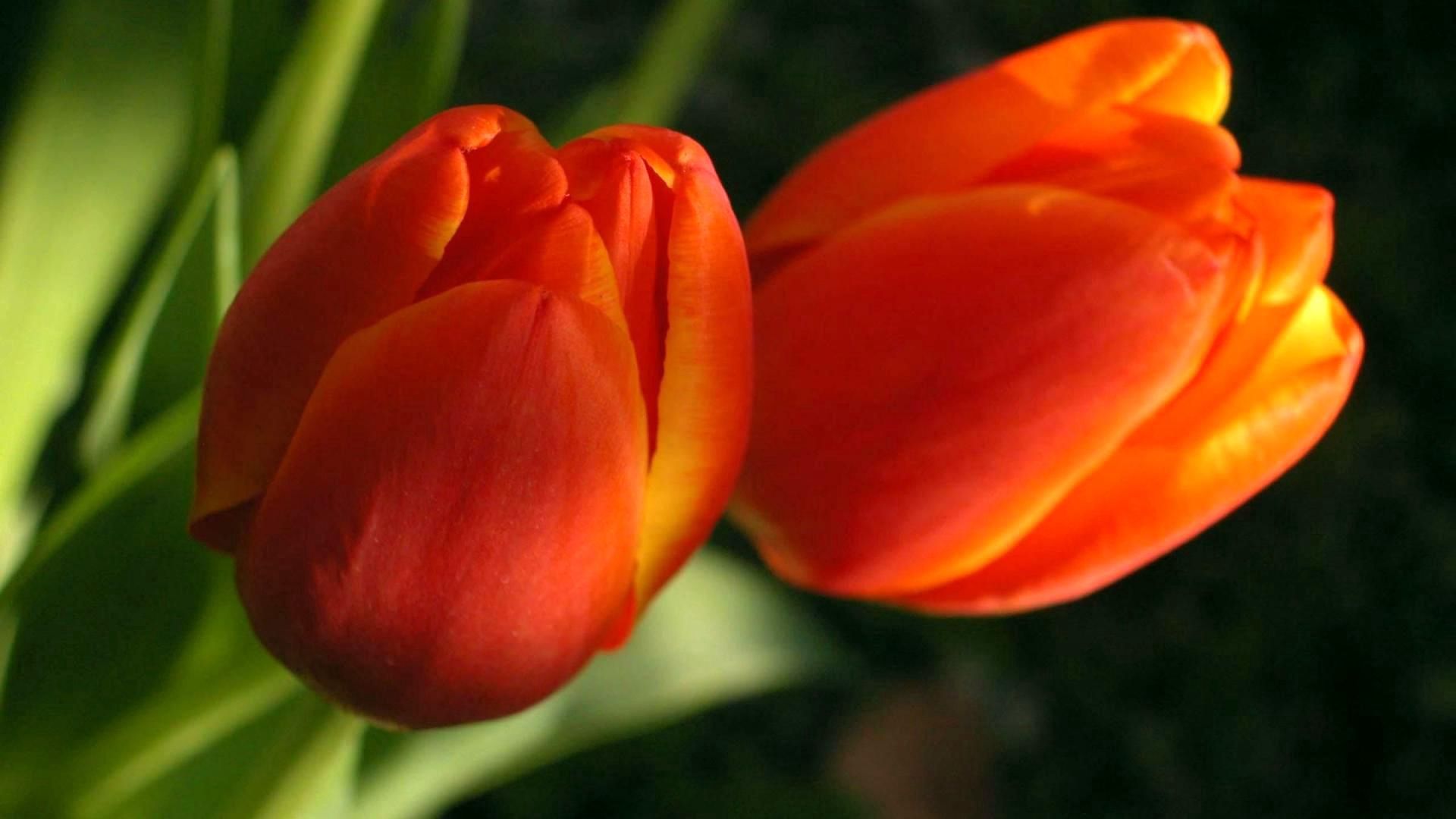 65041 télécharger l'image fleurs, tulipes, légumes verts, verdure, bourgeons, deux - fonds d'écran et économiseurs d'écran gratuits