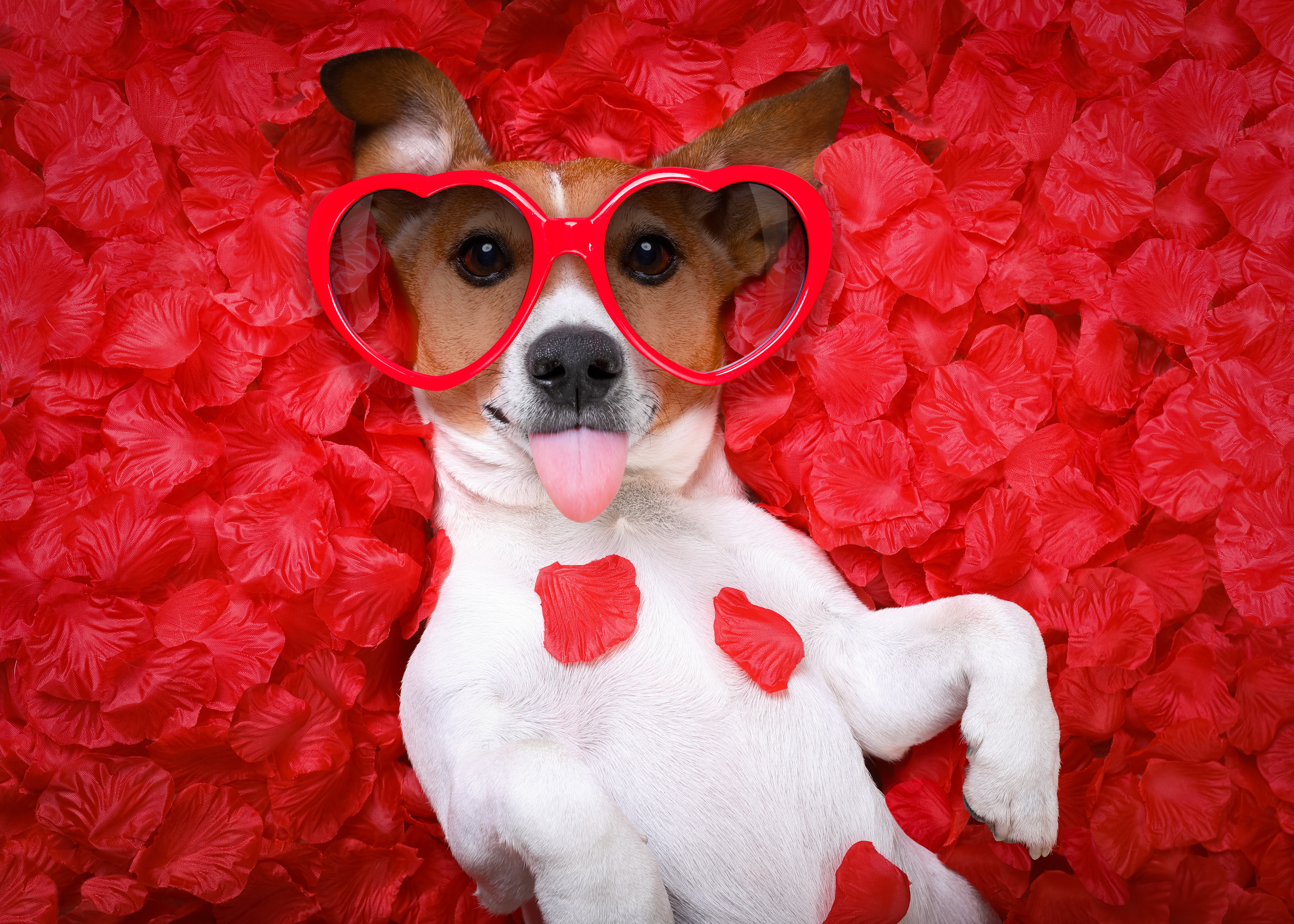 love, animal, jack russell terrier, dog, heart, petal, rose, dogs lock screen backgrounds