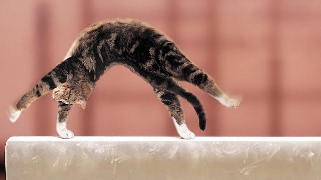 Кошка гимнастка