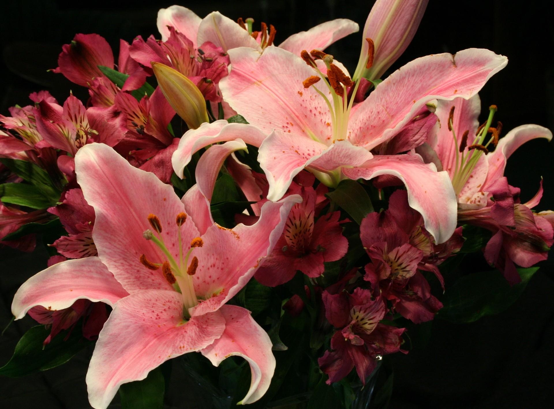 148509 télécharger l'image lilies, fleurs, alstroemeria, bouquet - fonds d'écran et économiseurs d'écran gratuits