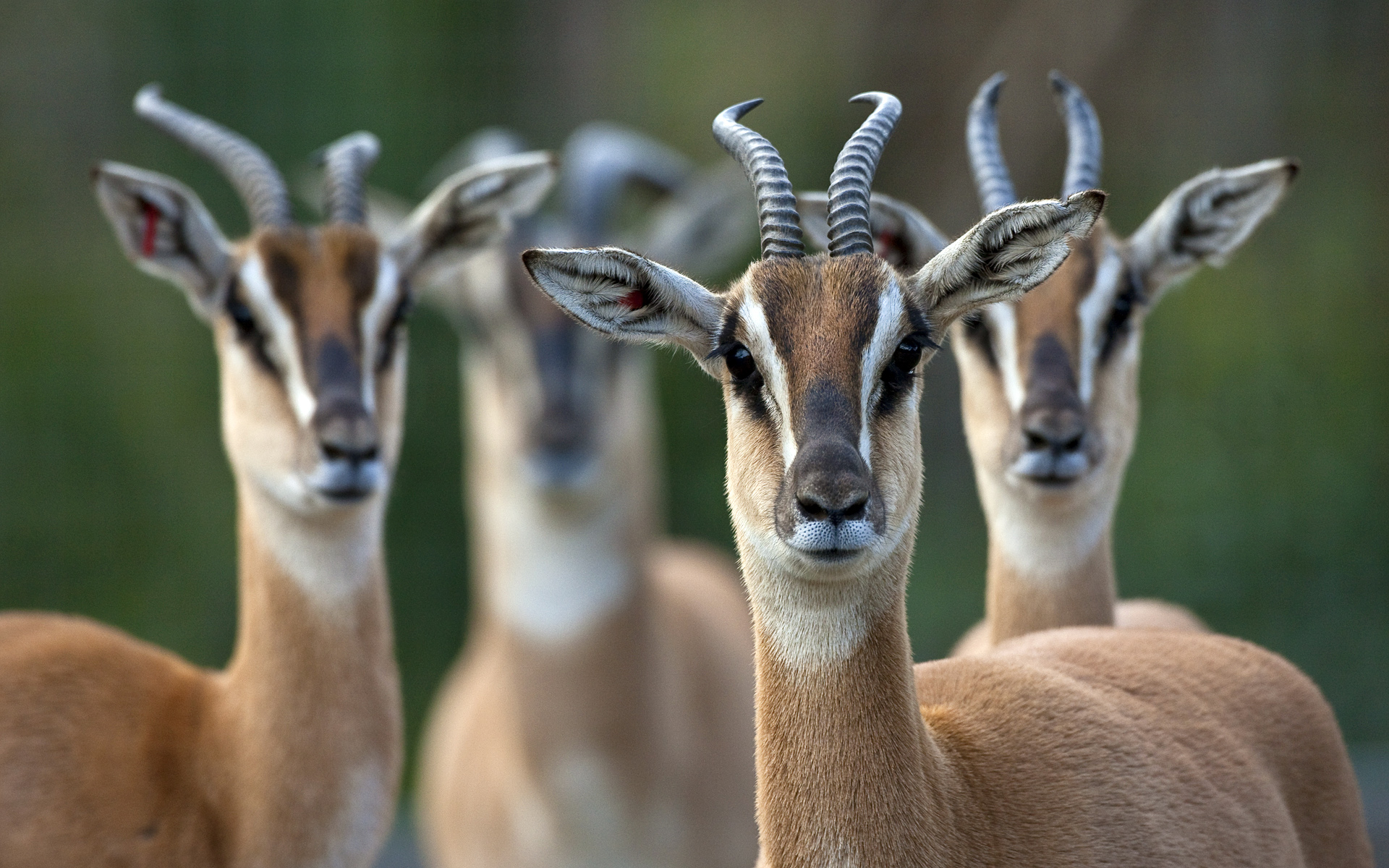 animal, antelope, soemmerring's gazelle lock screen backgrounds