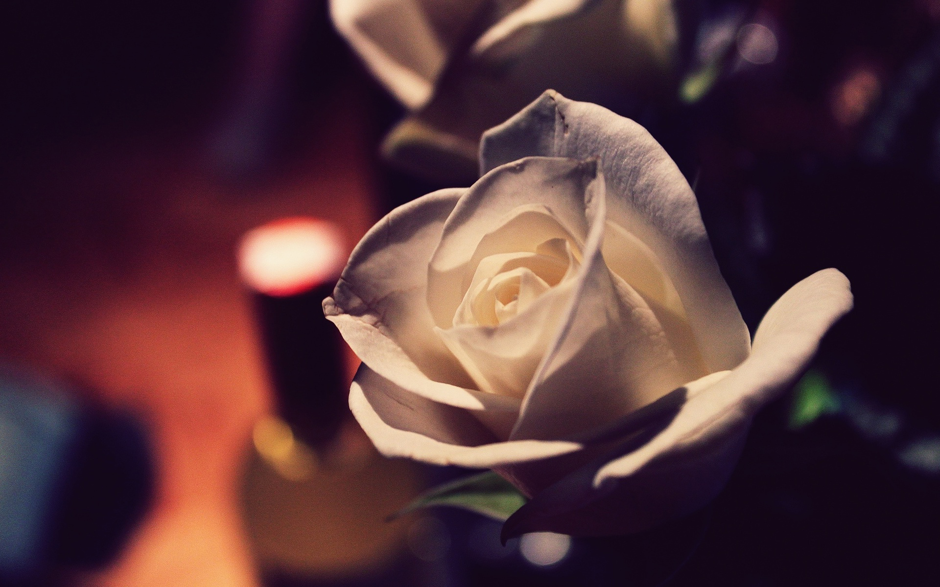 Романтичные белые цветы
