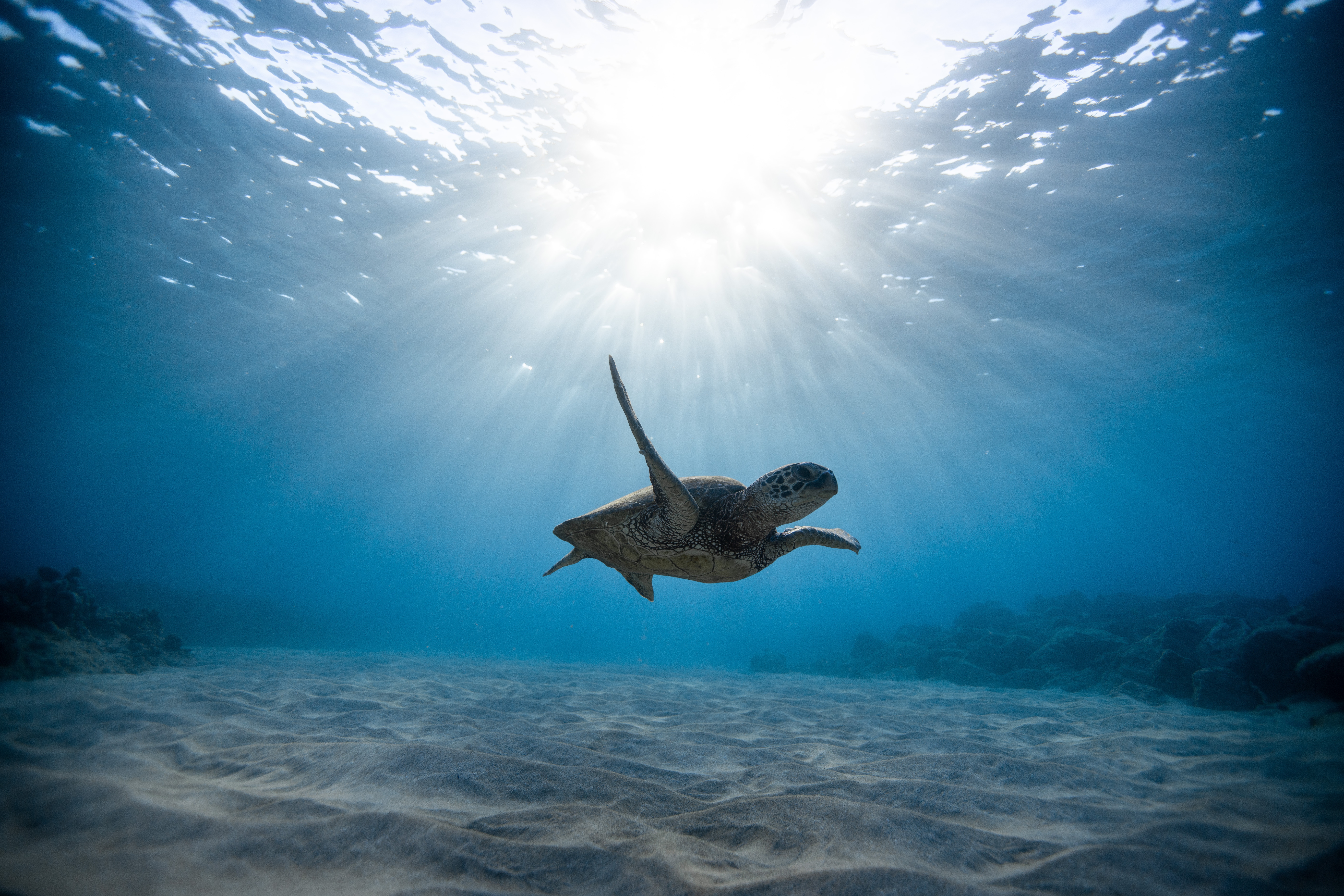 collection of best Sea Turtle HD wallpaper