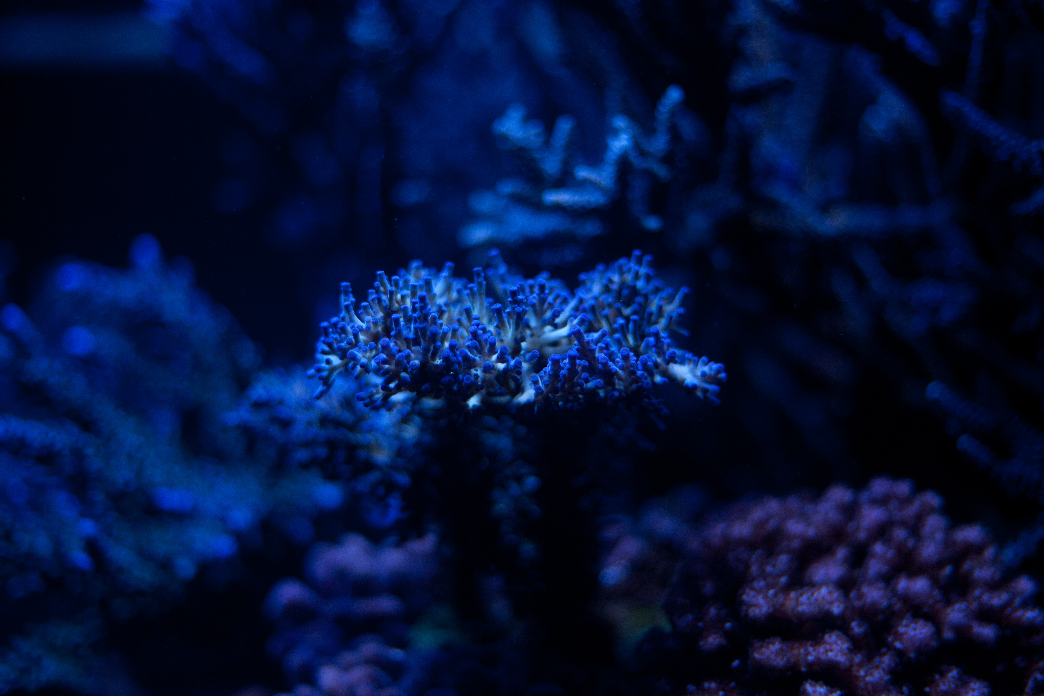 Mobile wallpaper depth, submarine, blue, plant, macro, seaweed, algae, underwater