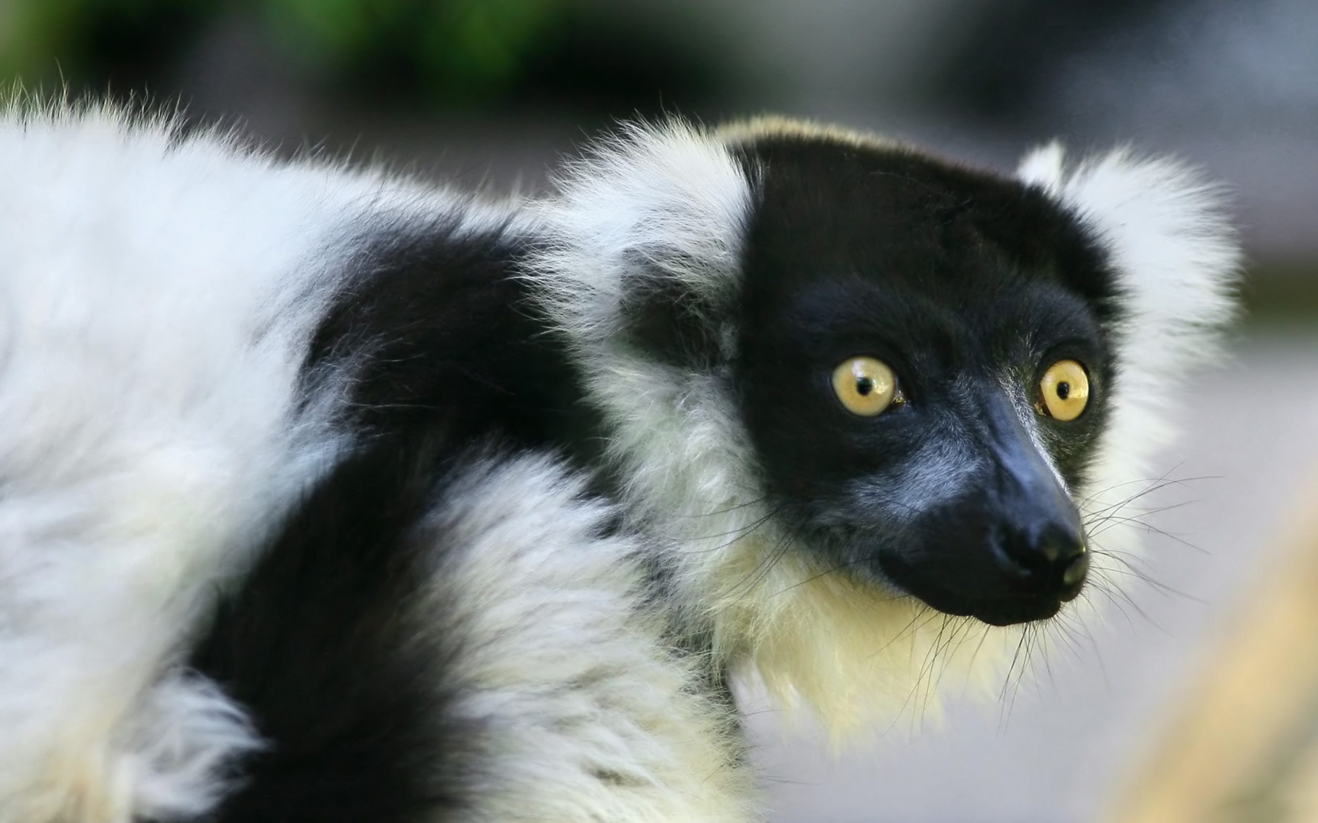 170921 Bild herunterladen tiere, lemur, affen - Hintergrundbilder und Bildschirmschoner kostenlos