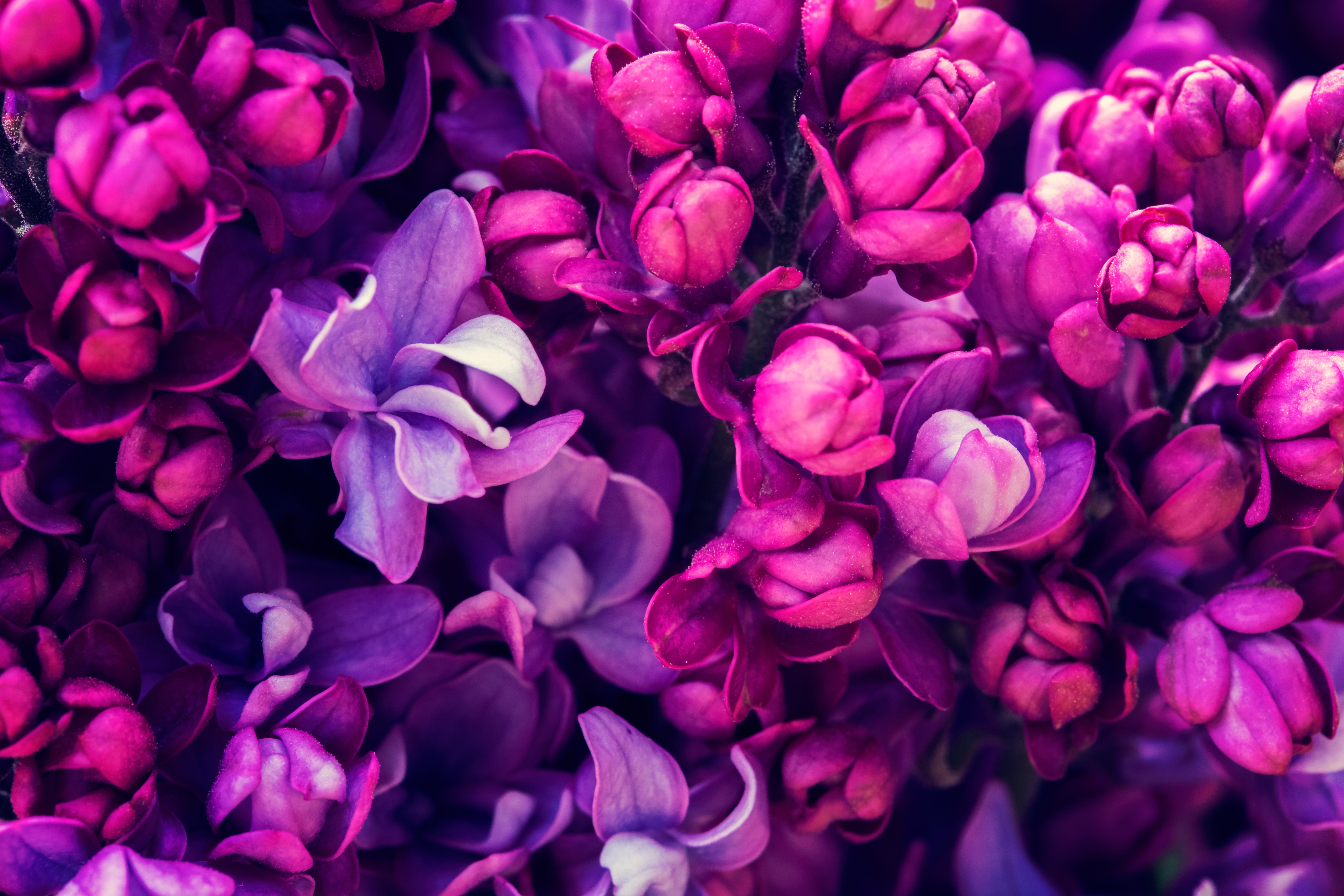 413770壁紙のダウンロード地球, ライラック, 花, 閉じる, 紫色の花, フラワーズ-スクリーンセーバーと写真を無料で