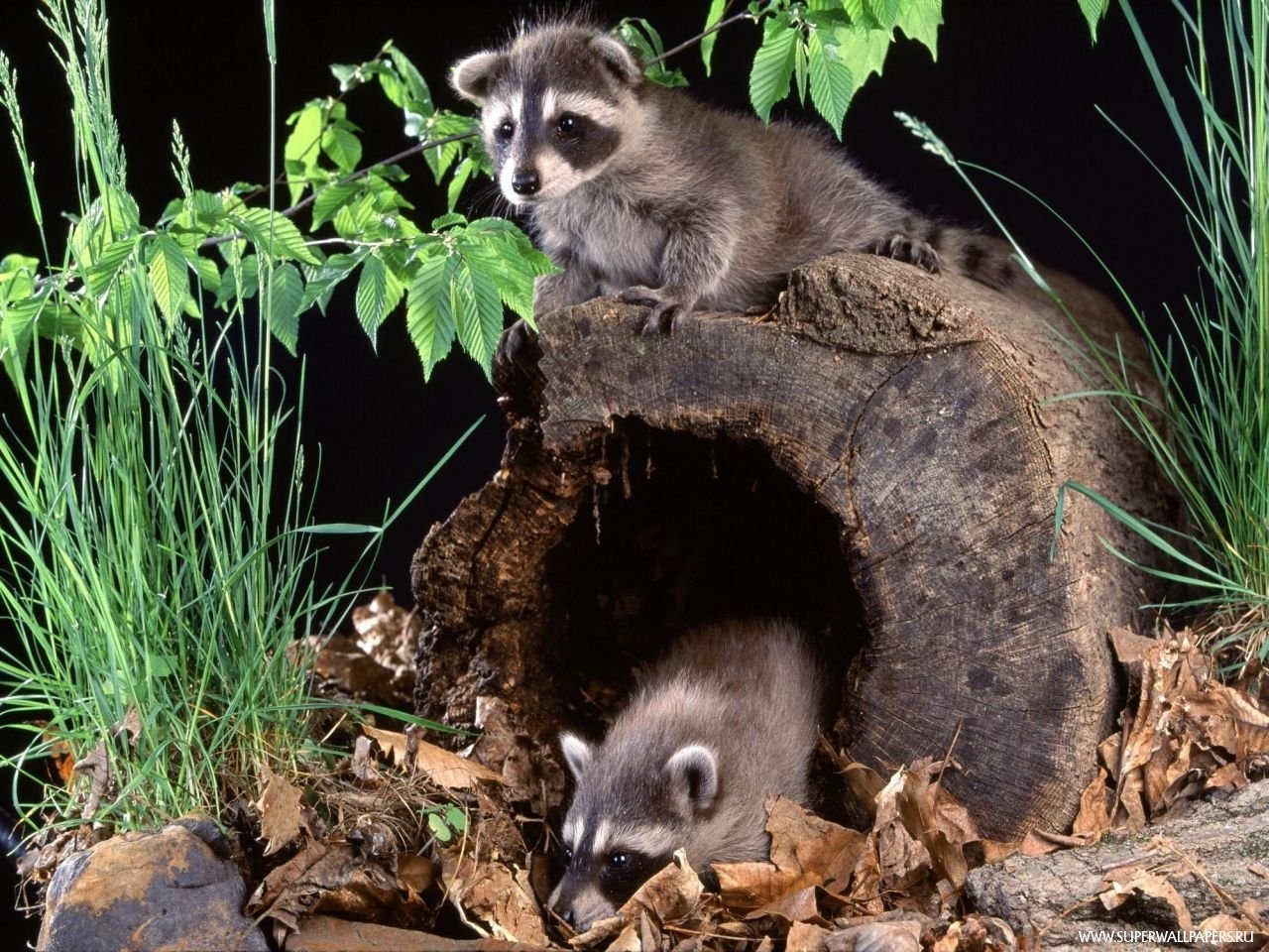 Download mobile wallpaper Animals, Raccoons for free.