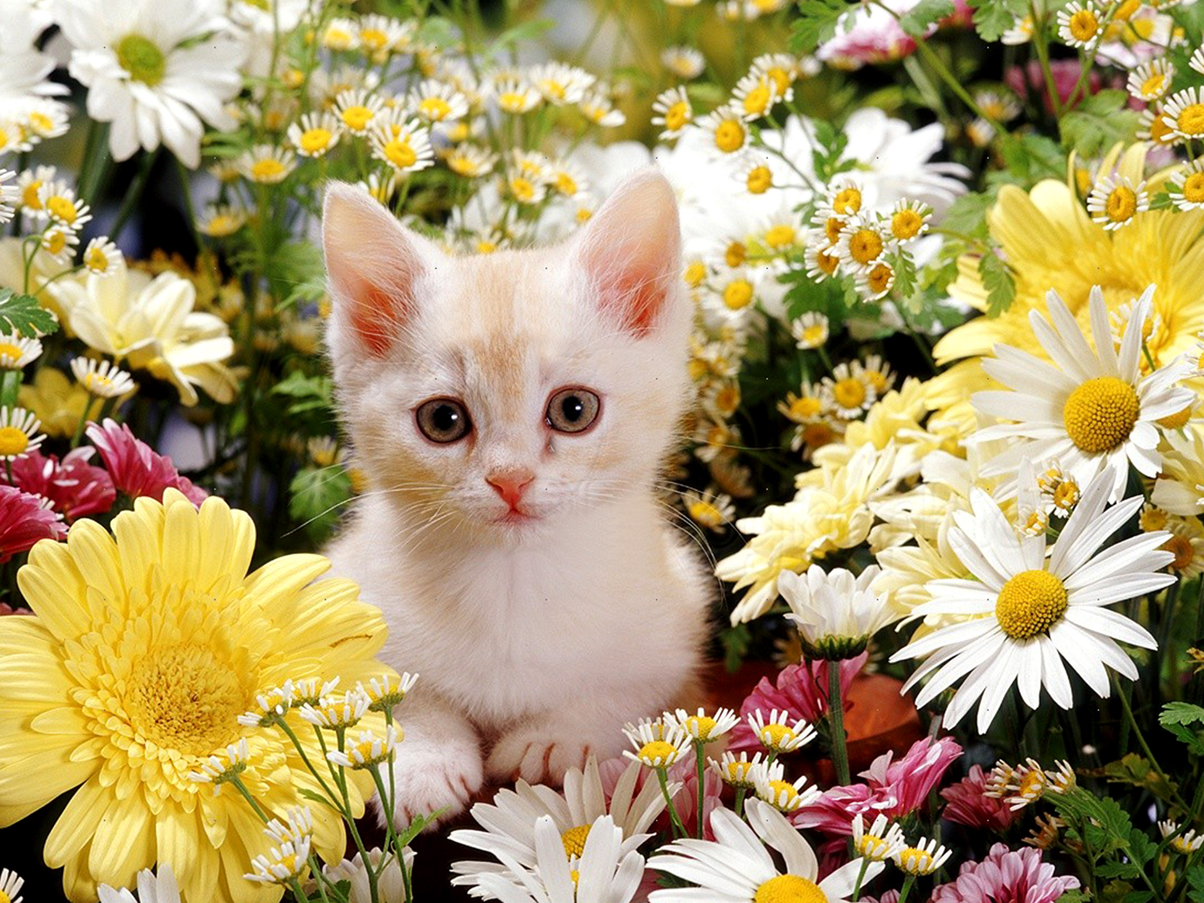 Открытка кот с цветами. Котенок с цветами. Кошечка в цветах. Котик с цветочком. Кошечка красивая с цветами.