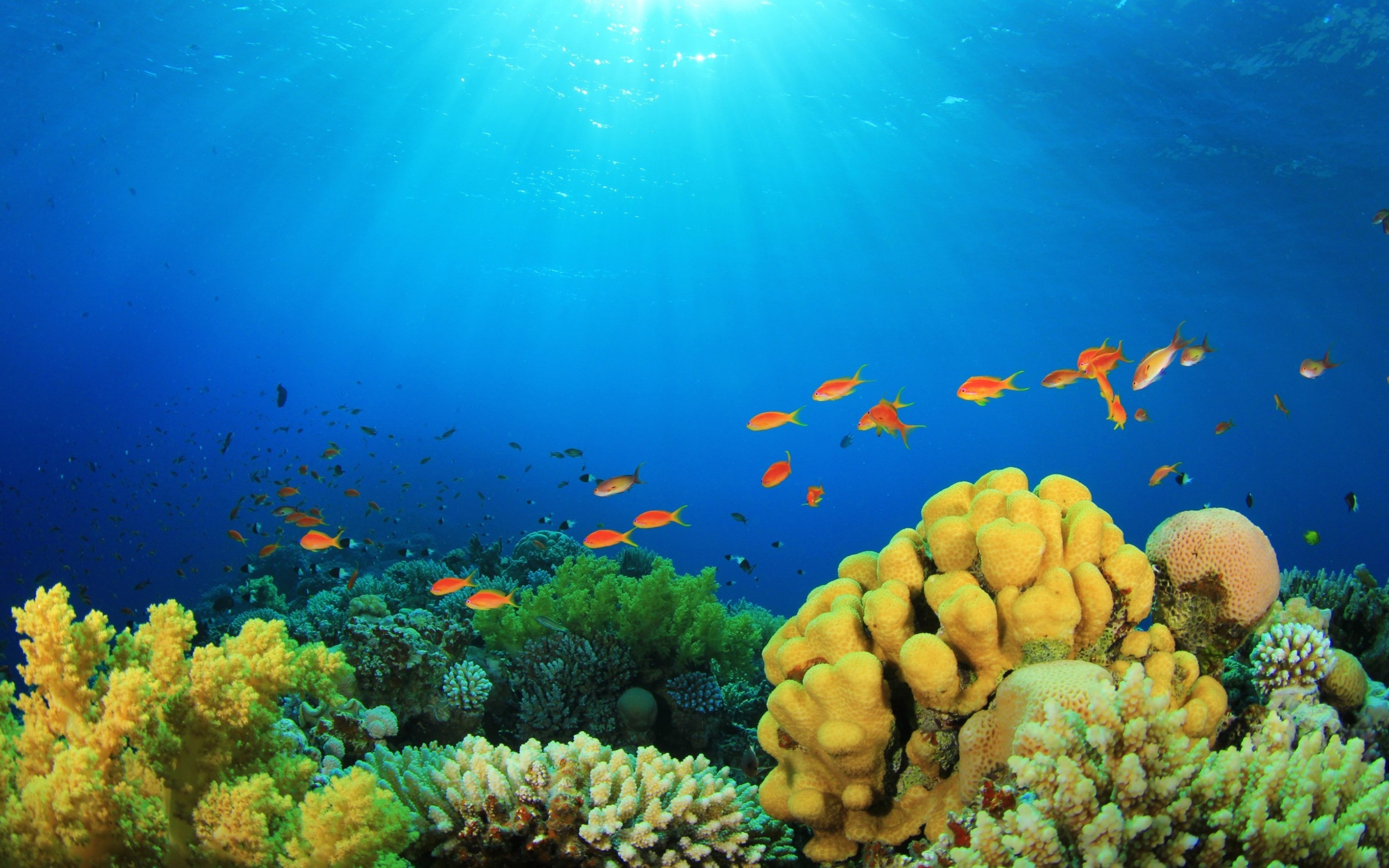349098 Hintergrundbild herunterladen tiere, fisch, koralle, sonnenstrahl, unterwasser, fische - Bildschirmschoner und Bilder kostenlos