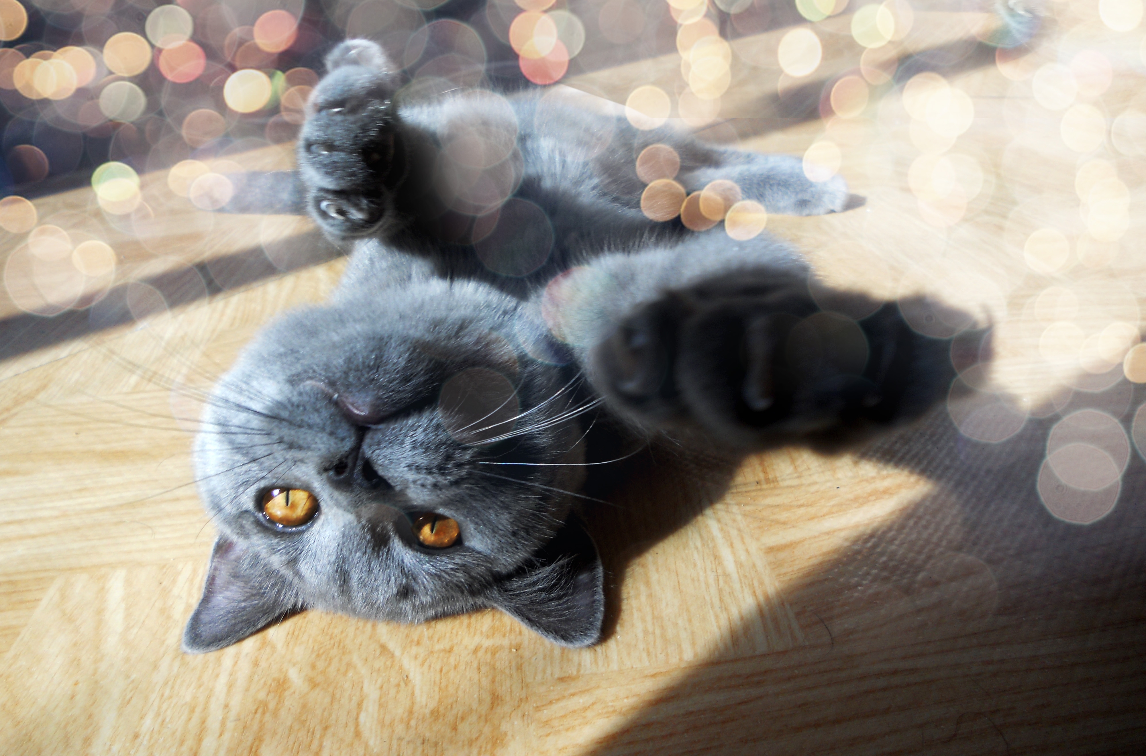 Download mobile wallpaper Playful, Paw, Animals, Muzzle, Shine, Glare, Cat, Light for free.