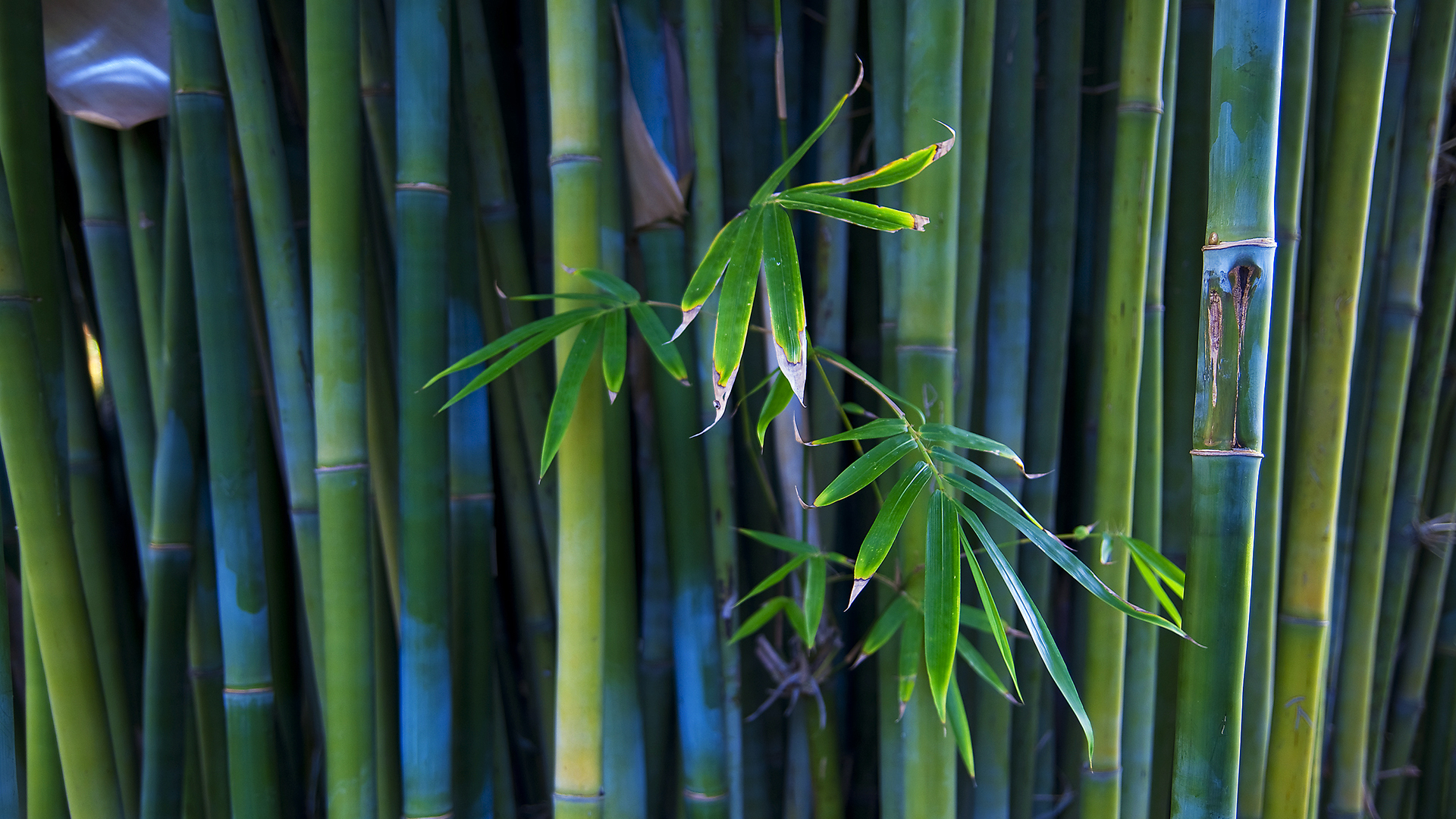 bamboo, earth HD wallpaper
