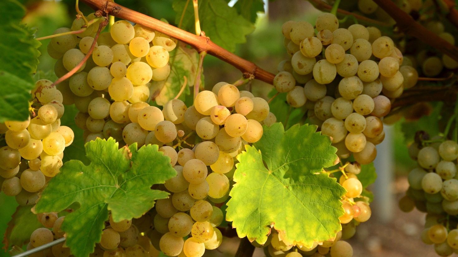 виноград ананасный ранний описание сорта фото