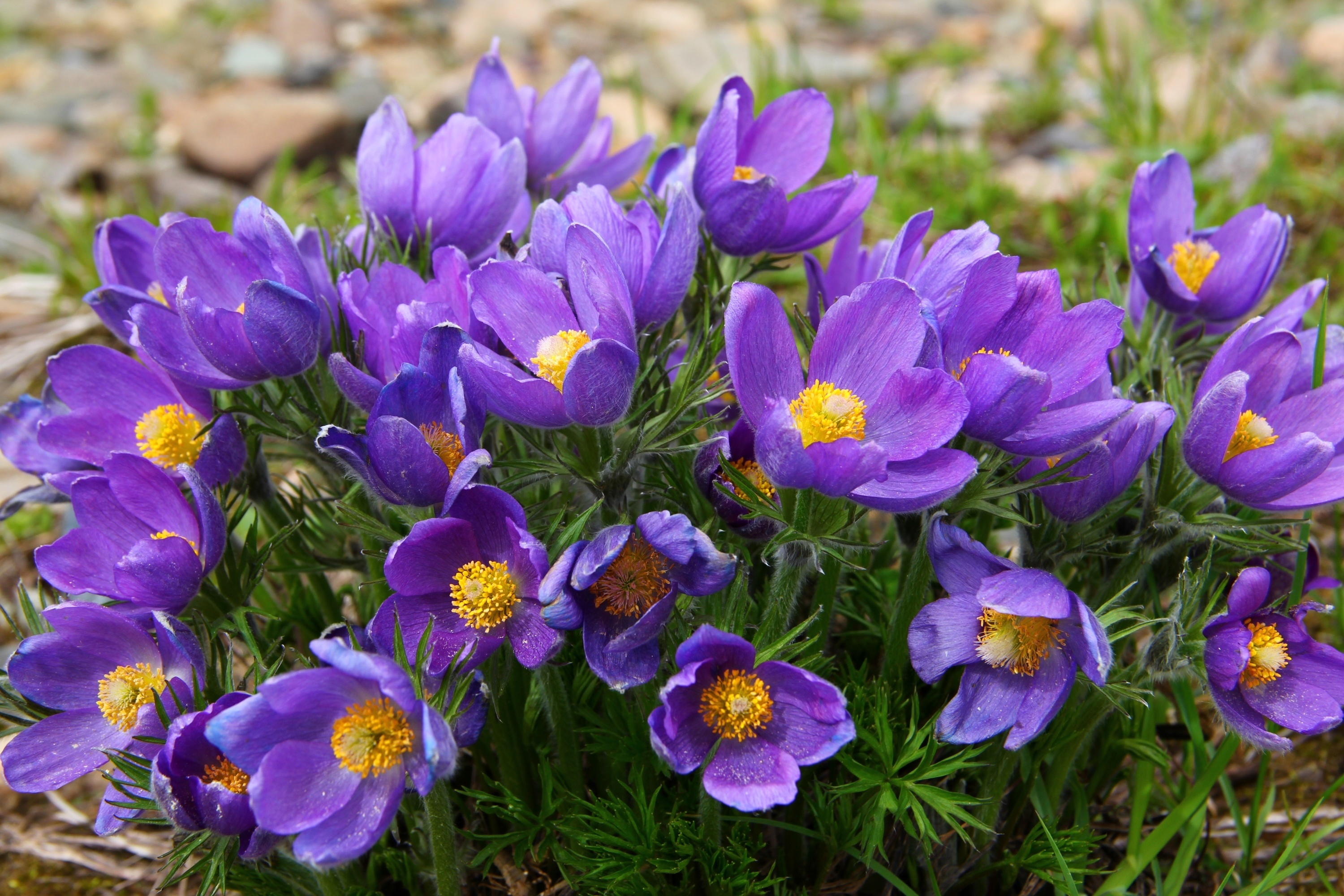 Весняні квіти фото і назви