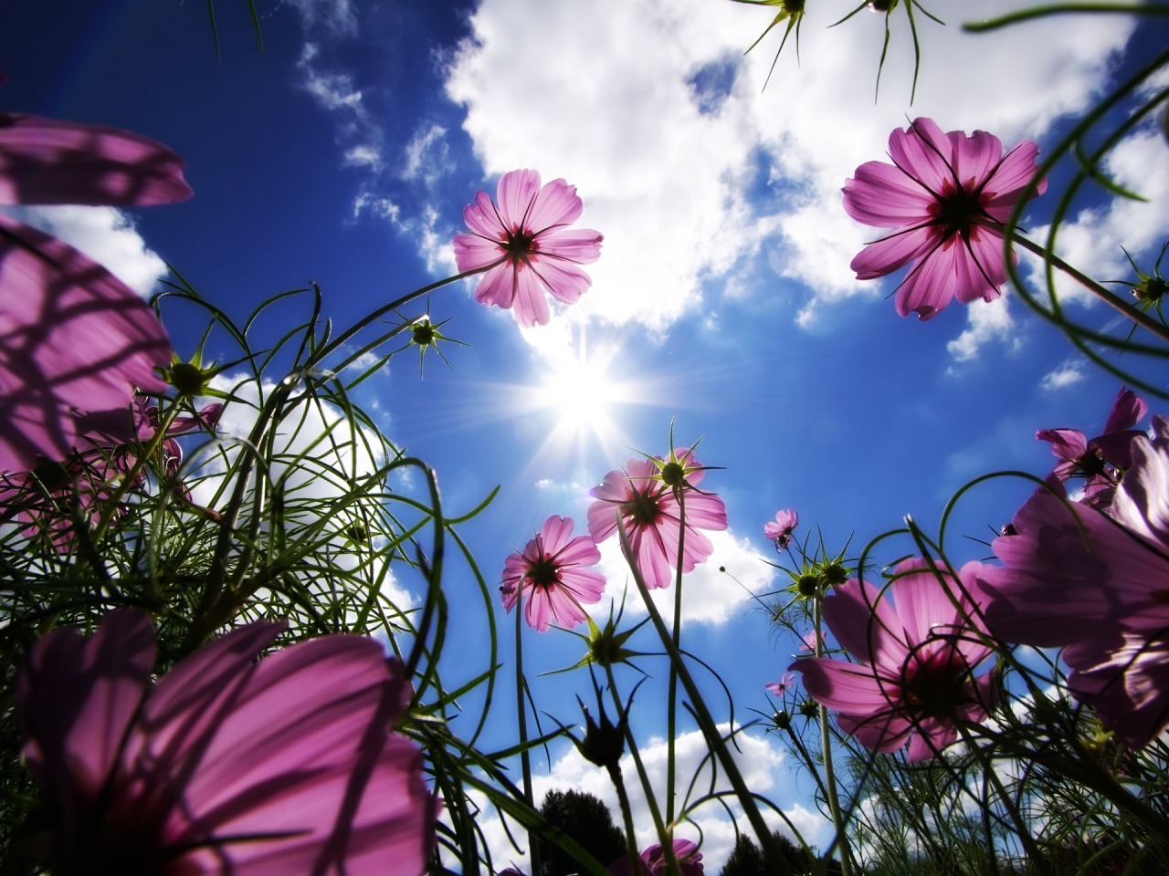 pink flower, nature, flower, sun, earth, cosmos, cloud