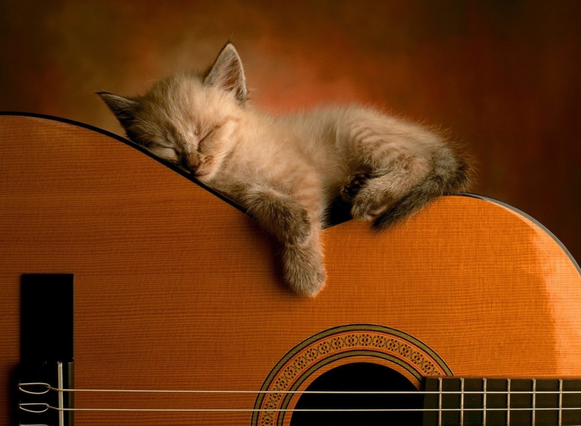 163159壁紙のダウンロード猫, 動物, ネコ, 可愛い, ギター, 子猫-スクリーンセーバーと写真を無料で