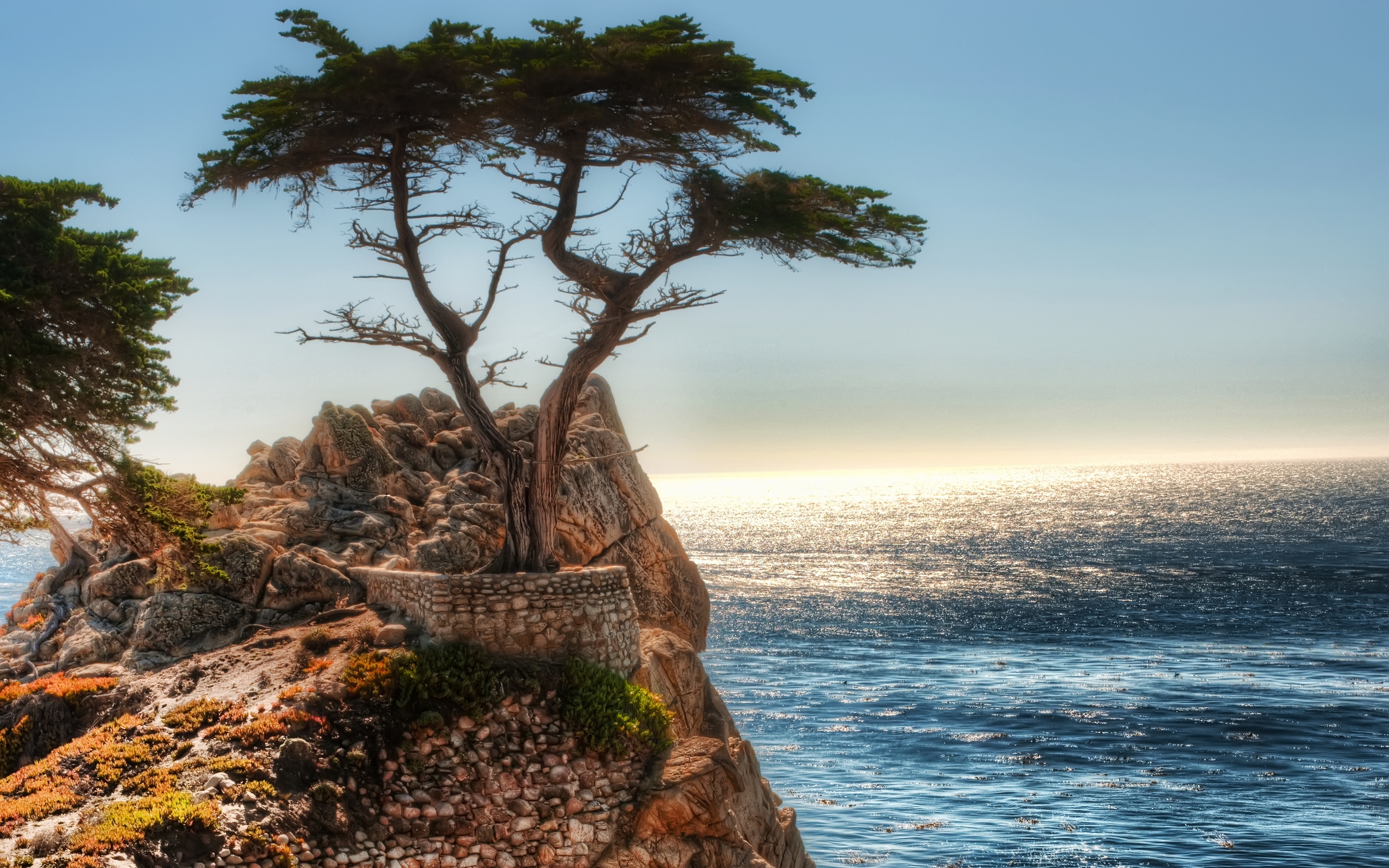 Чинара на скале. «Сосна на скале». 1855 Год.. Море сосны. Дерево на берегу моря. Сосны на берегу моря.