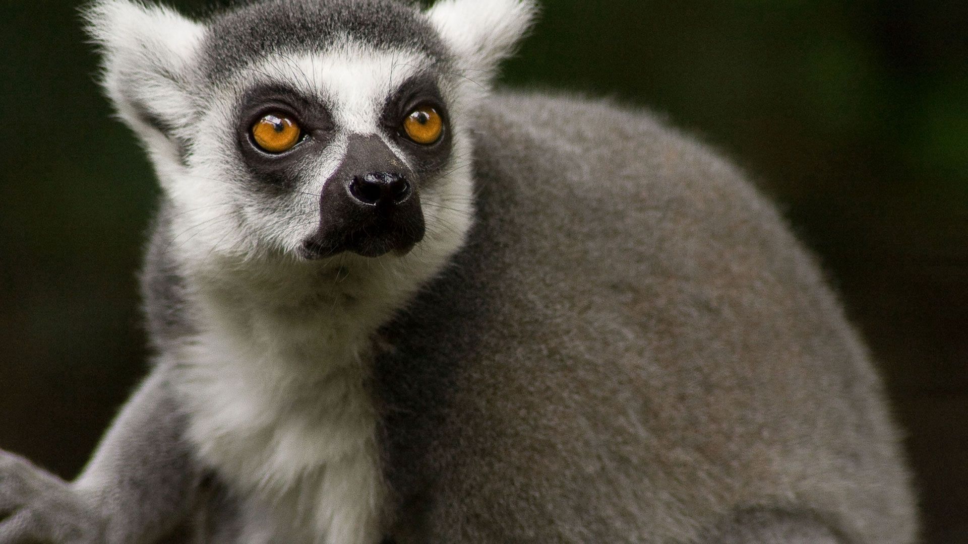 150017 Bild herunterladen tiere, schnauze, augen, lemur, nase, wolle - Hintergrundbilder und Bildschirmschoner kostenlos