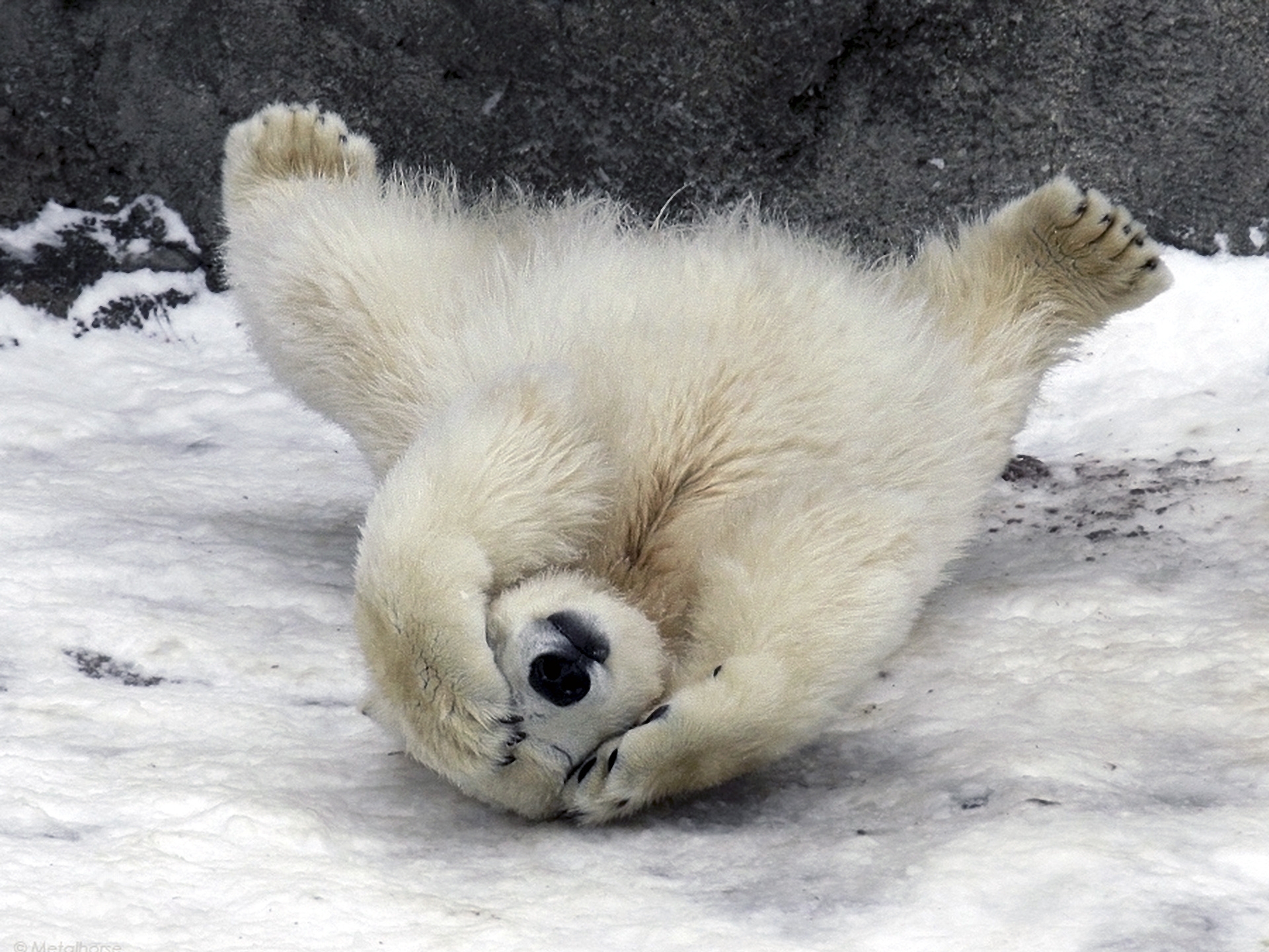 animals, snow, to lie down, lie, wool, fur, polar bear 4K Ultra