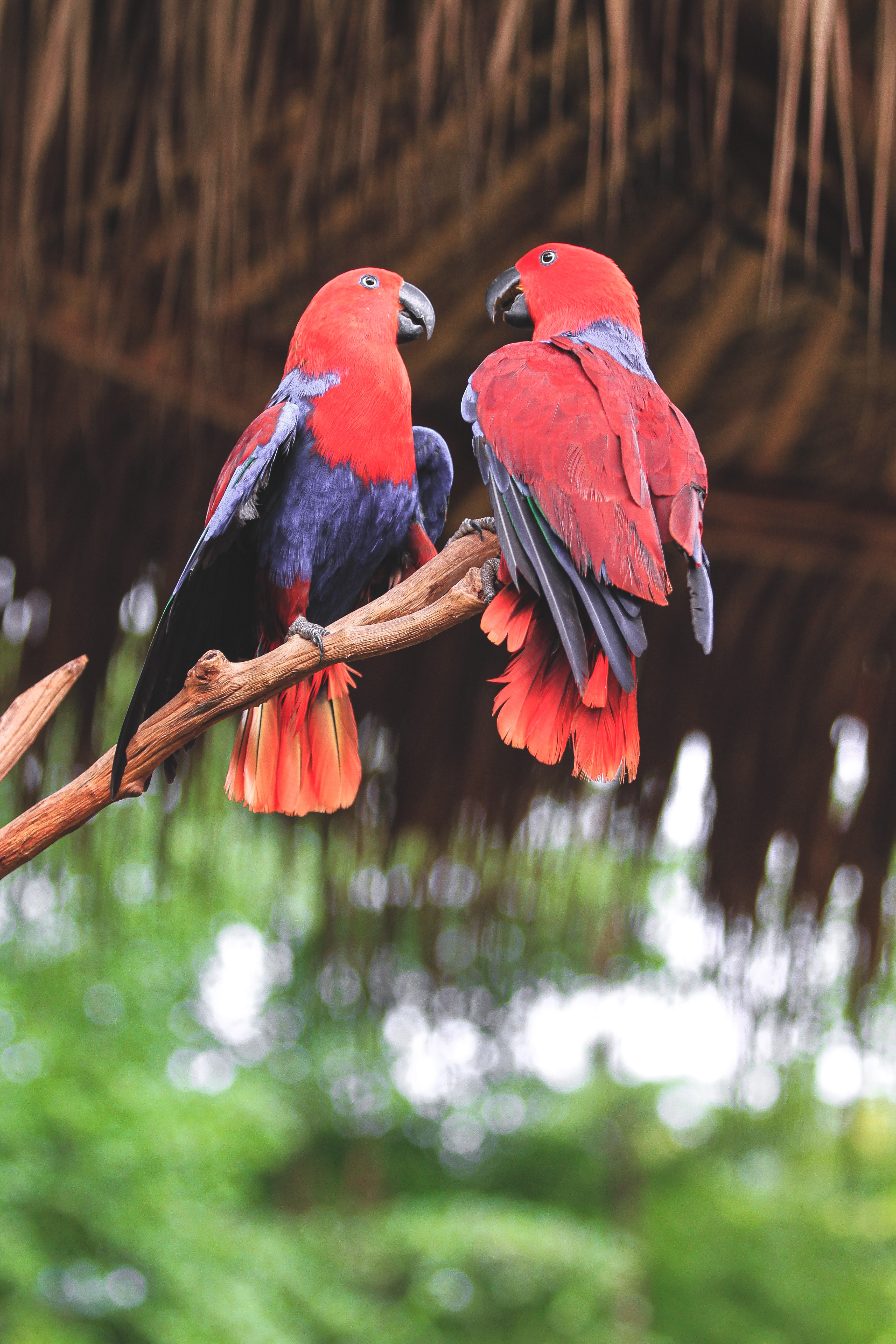 birds, parrots, animals, red, branch 8K