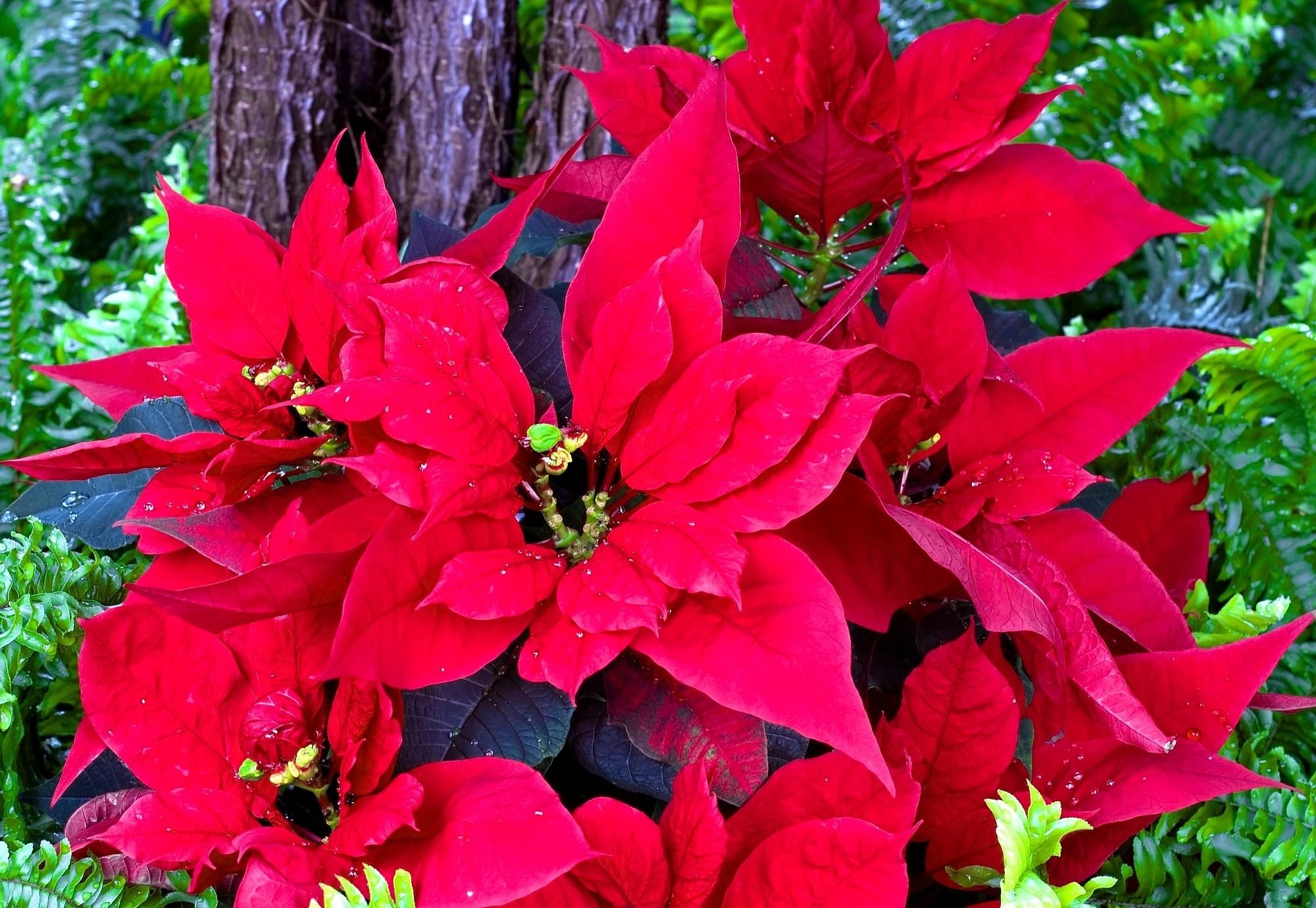 flowers, bright, greens, poinsettia cell phone wallpapers