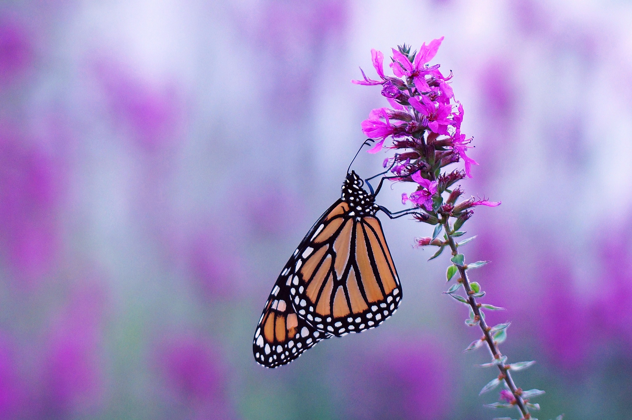 Mobile wallpaper animal, butterfly, blur, flower, insect, monarch butterfly, purple flower