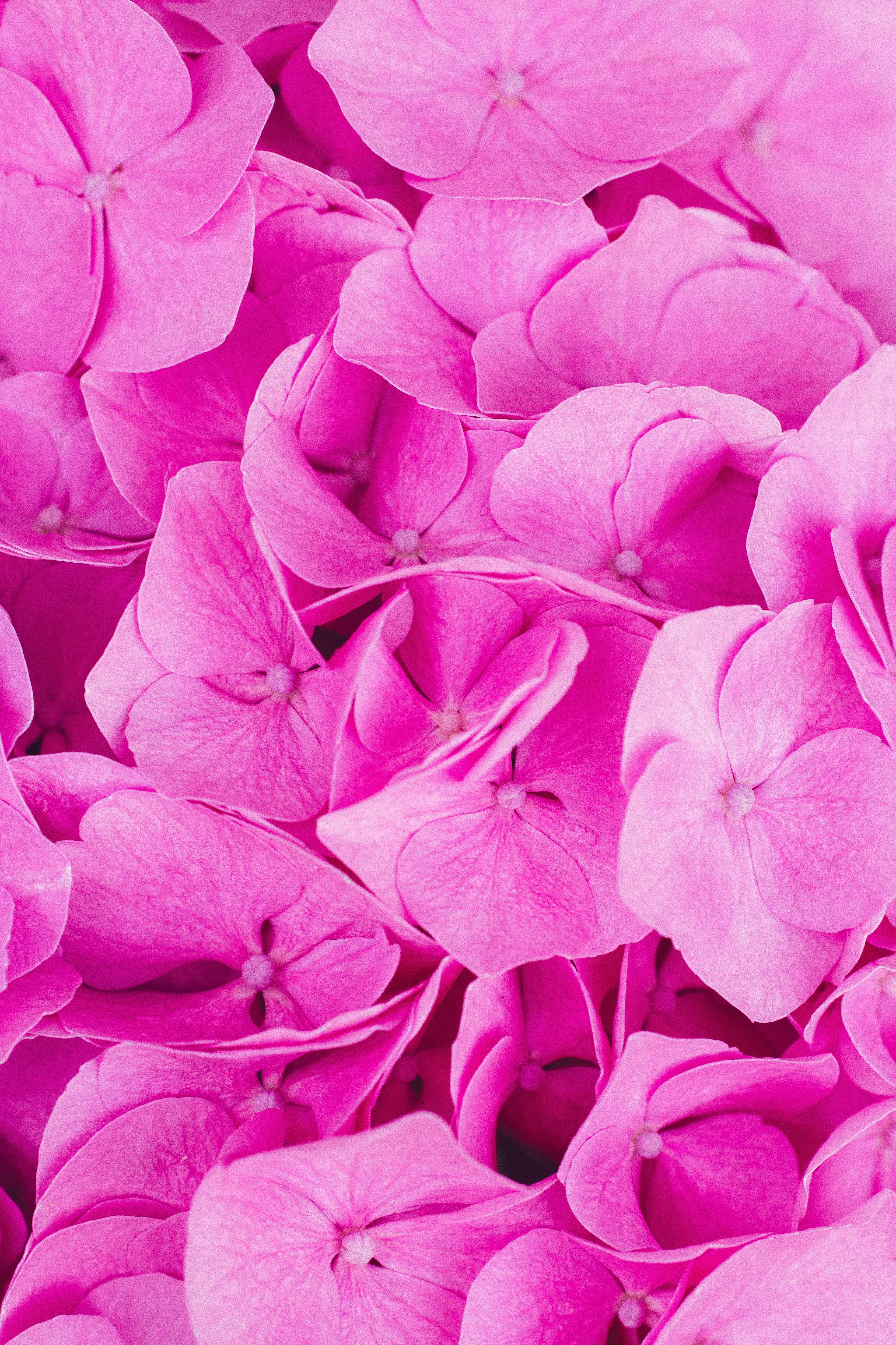 109464 Bild herunterladen blumen, rosa, blütenblätter, hortensie, blütenstände, blütenstand - Hintergrundbilder und Bildschirmschoner kostenlos